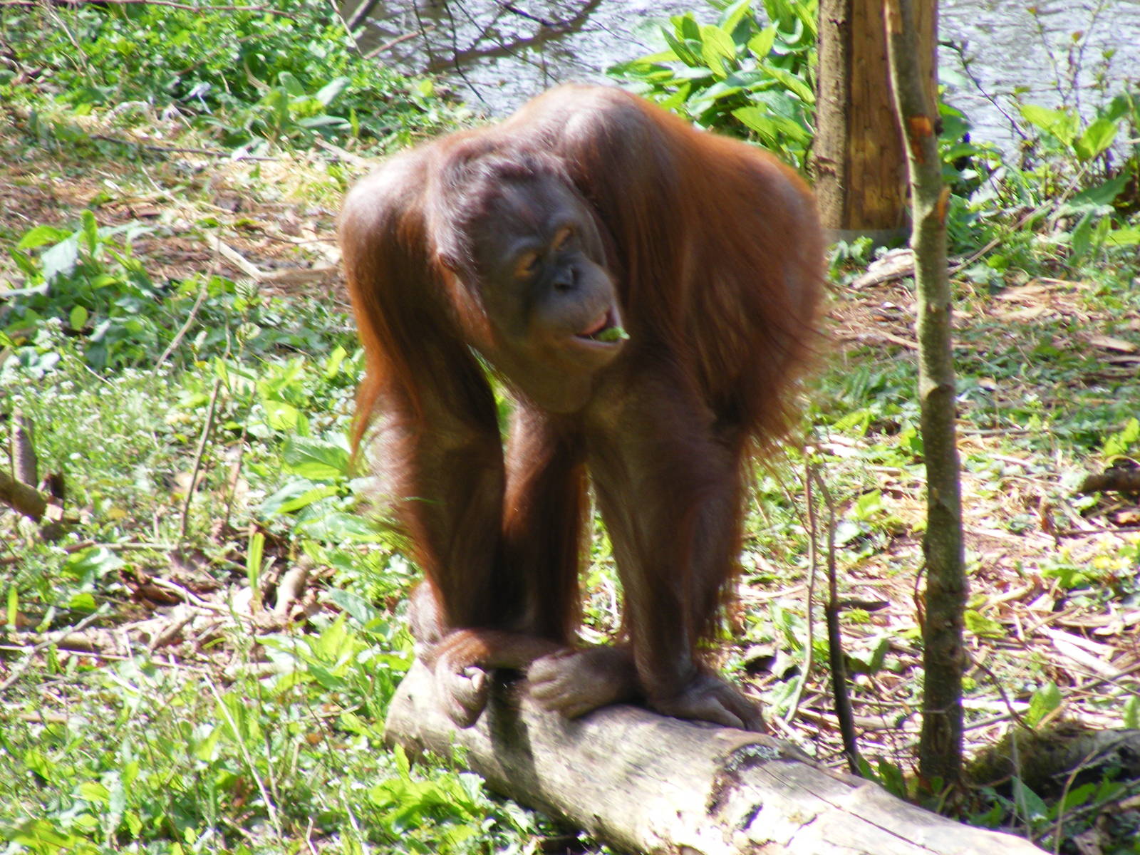 Mali the Orangutan at Paignton Zoo, 13 April 2009