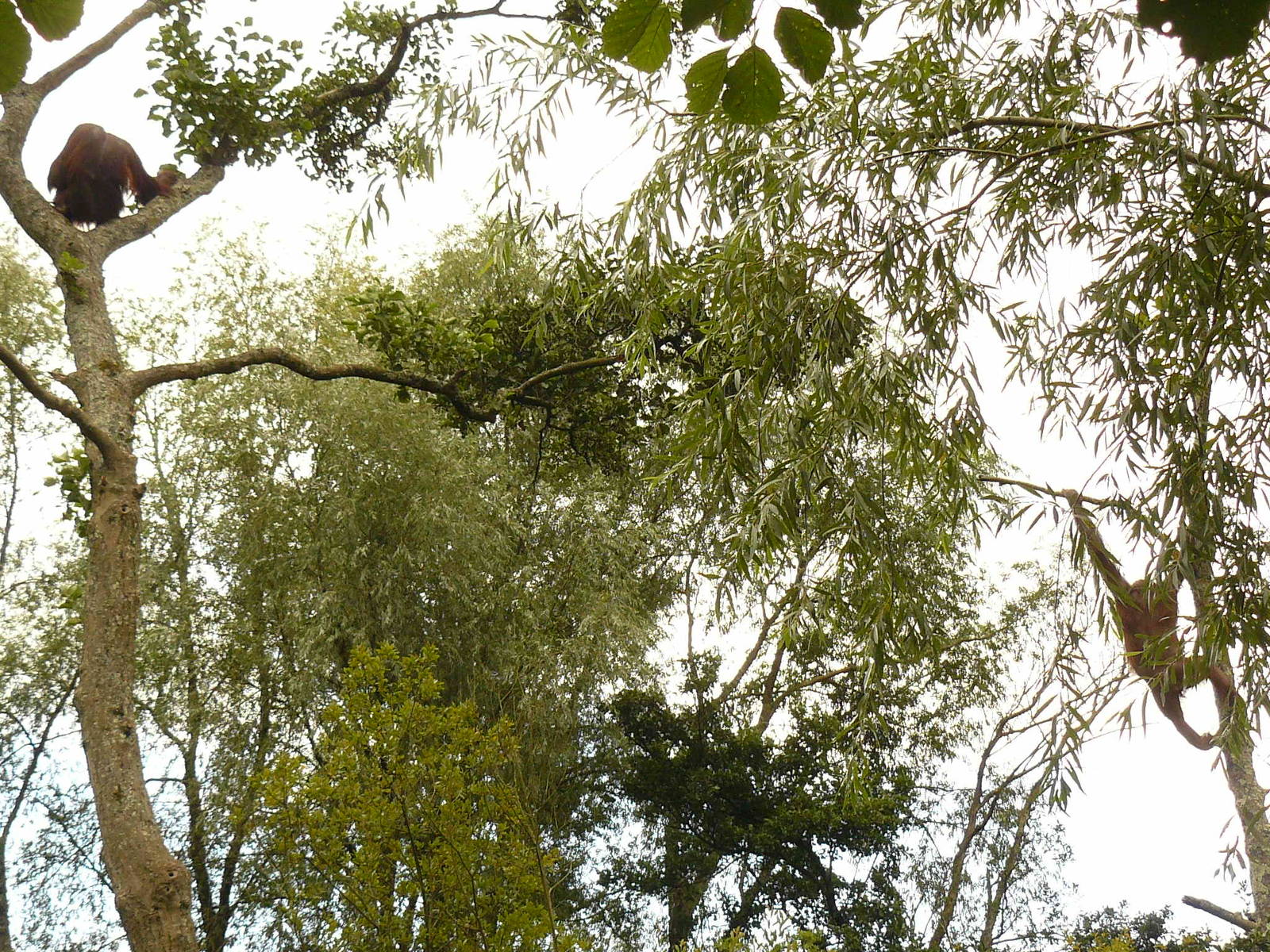 MALI TRYING TO PERSUE DEMO