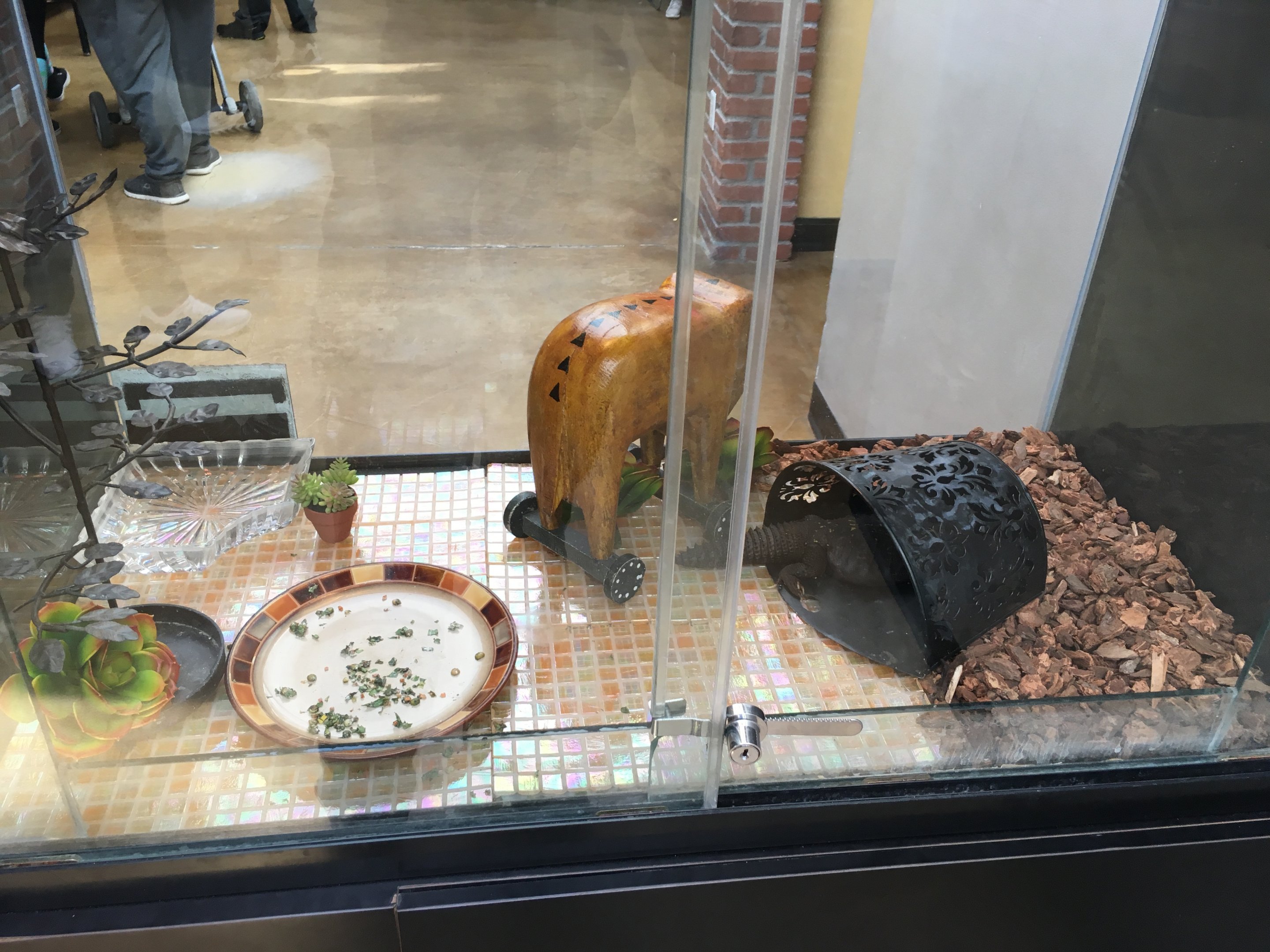 Mali uromastyx exhibit