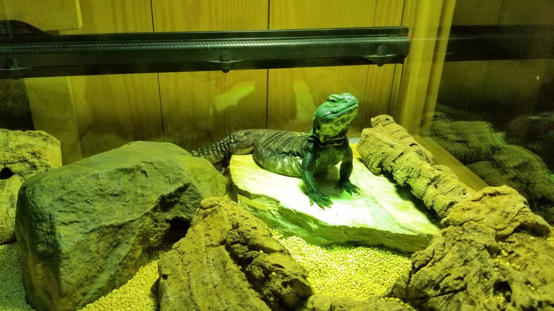 Mali Uromastyx, in Science Shack #2