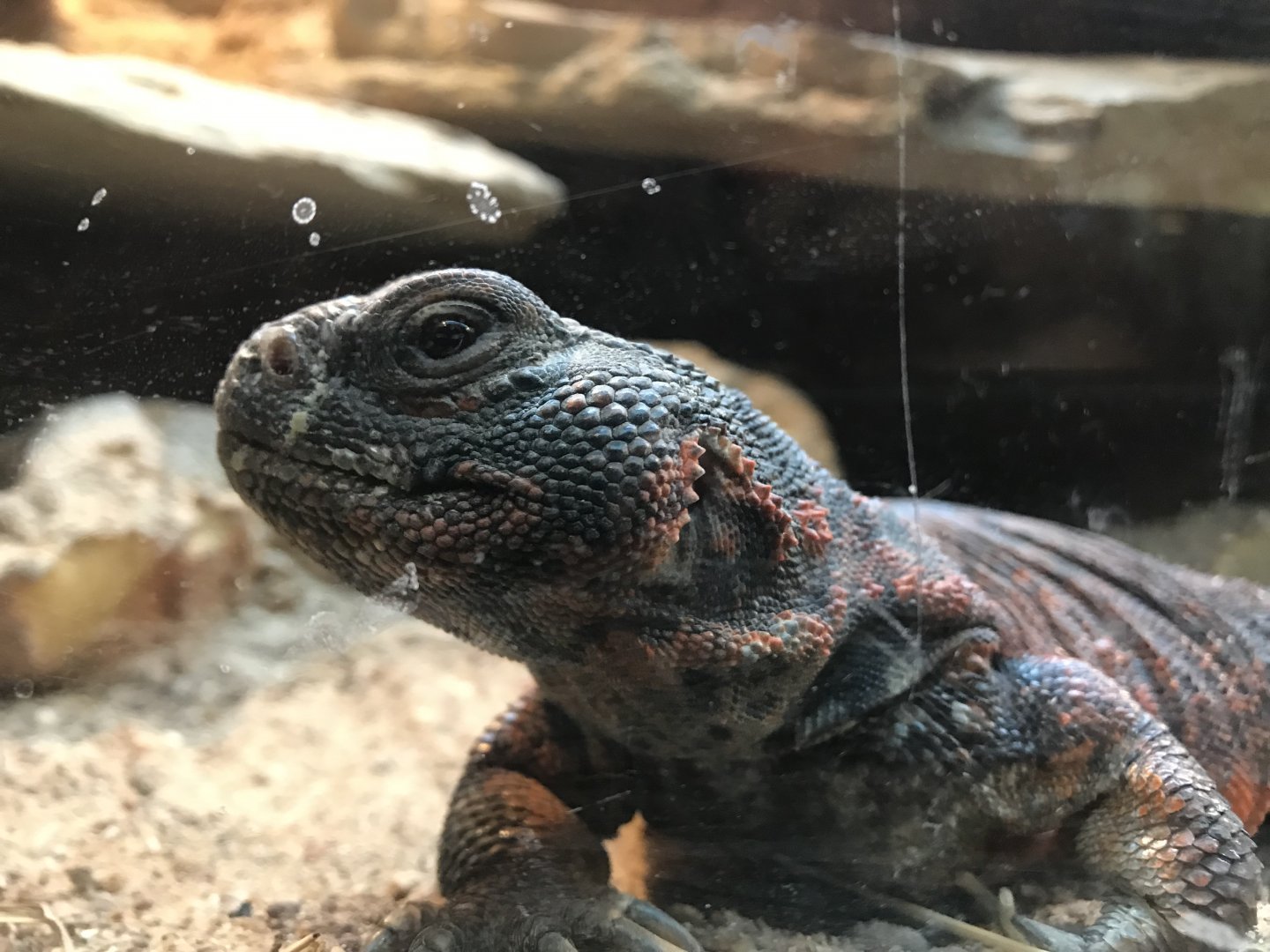 Mali Uromastyx (Uromastyx dispar maliensis)