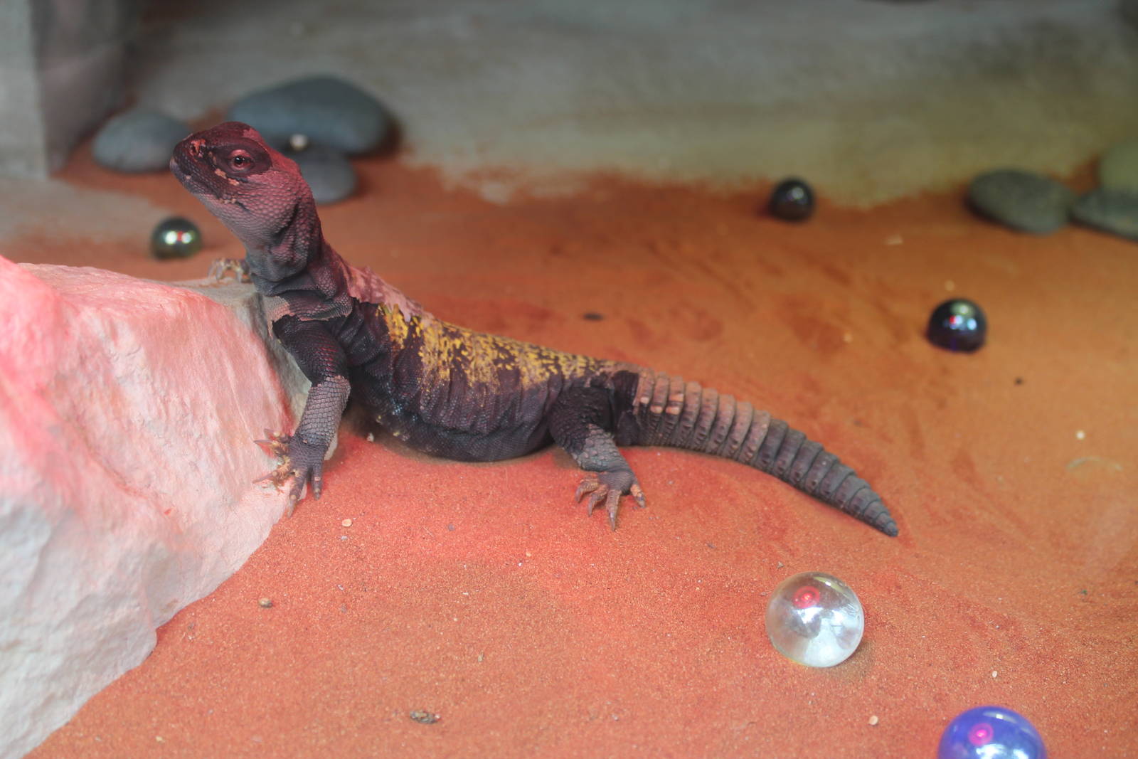 Mali uromastyx (Uromastyx maliensis)