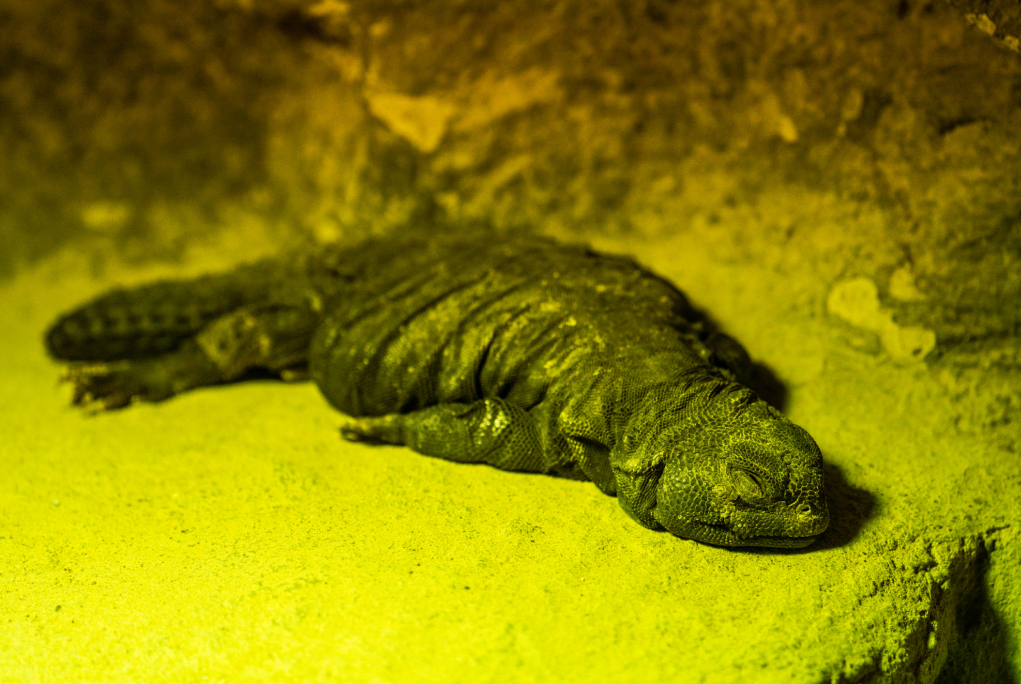 Mali Uromastyx