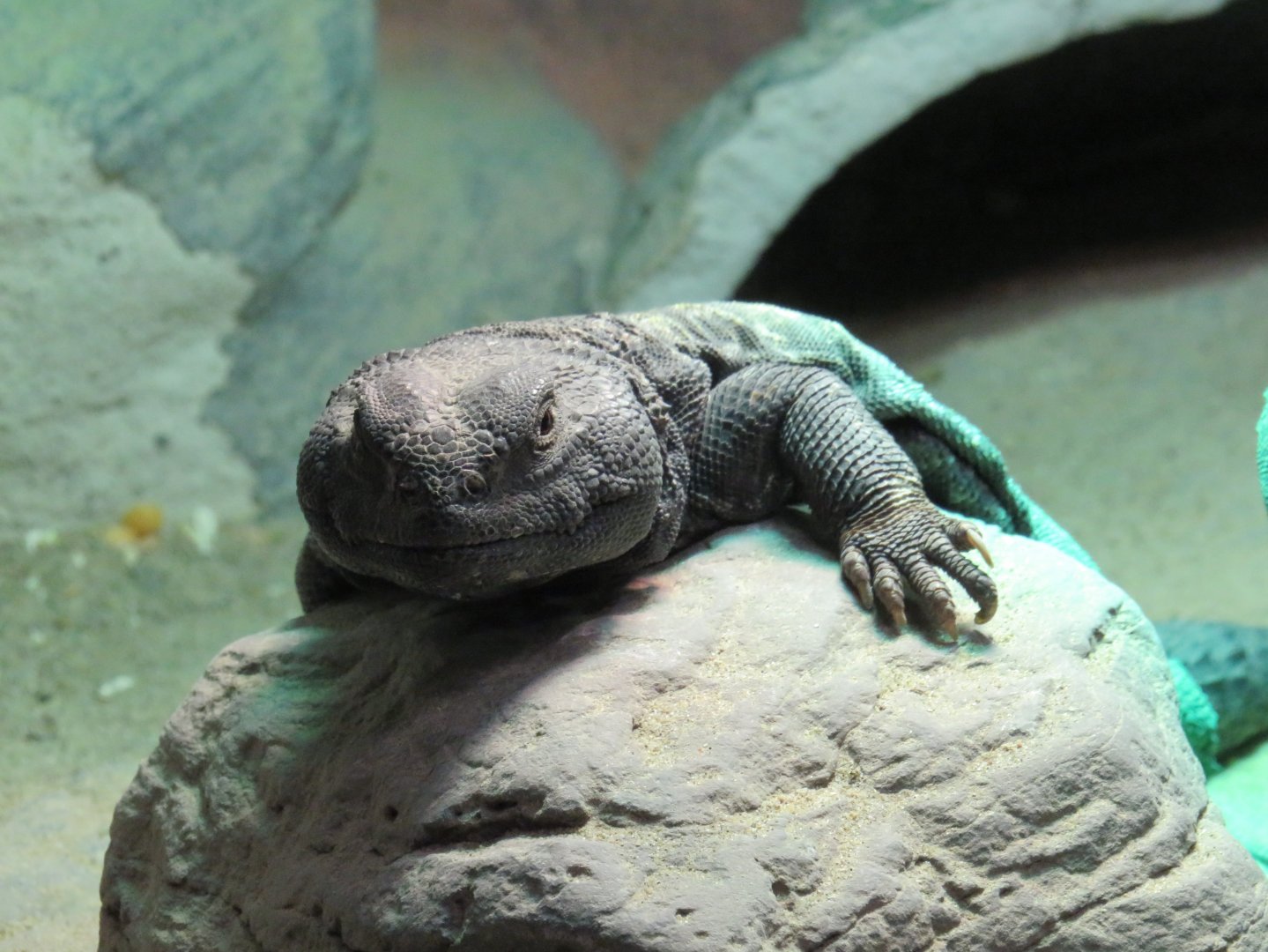 Mali uromastyx
