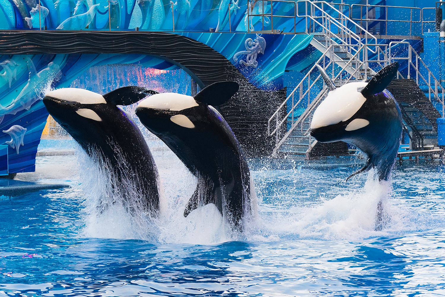 Malia, Nalani, and Katina, Orca (Orcinus orca)