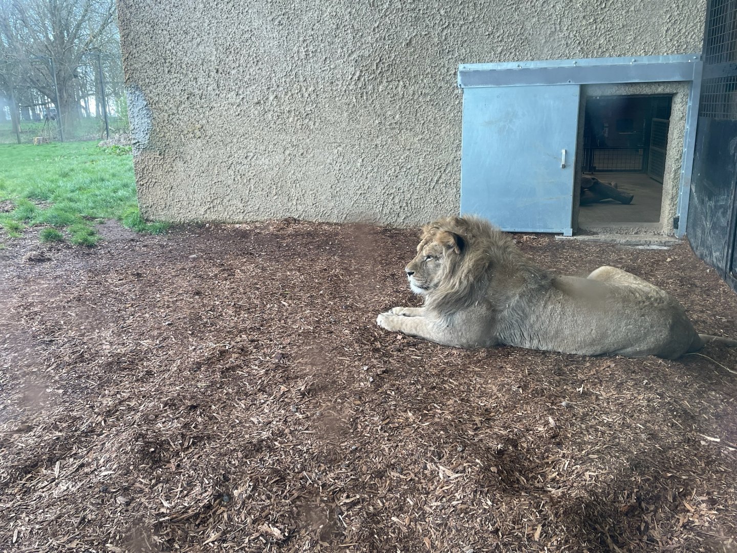 Malik the African Lion, (Panthera Leo)