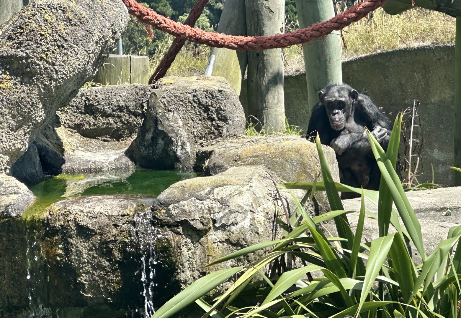 Malika (Common Chimpanzee)