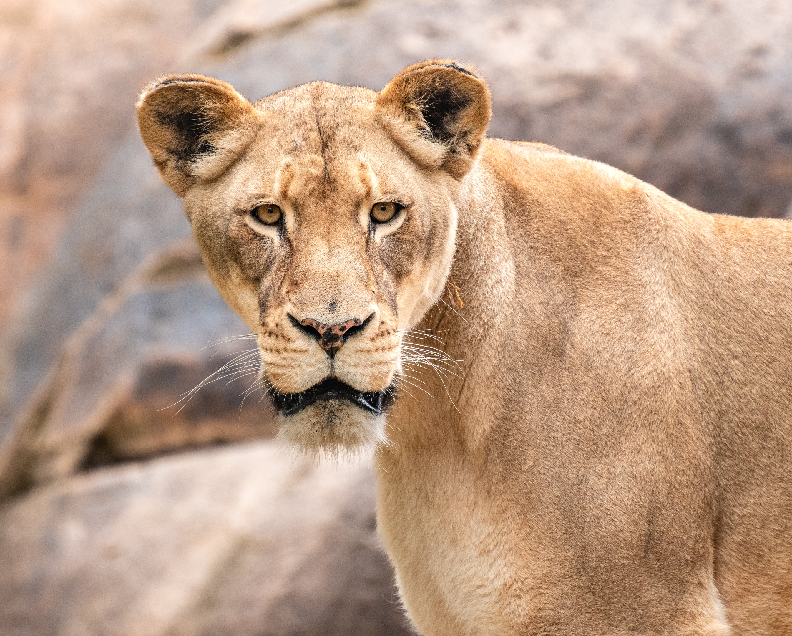 Malika the African Lion