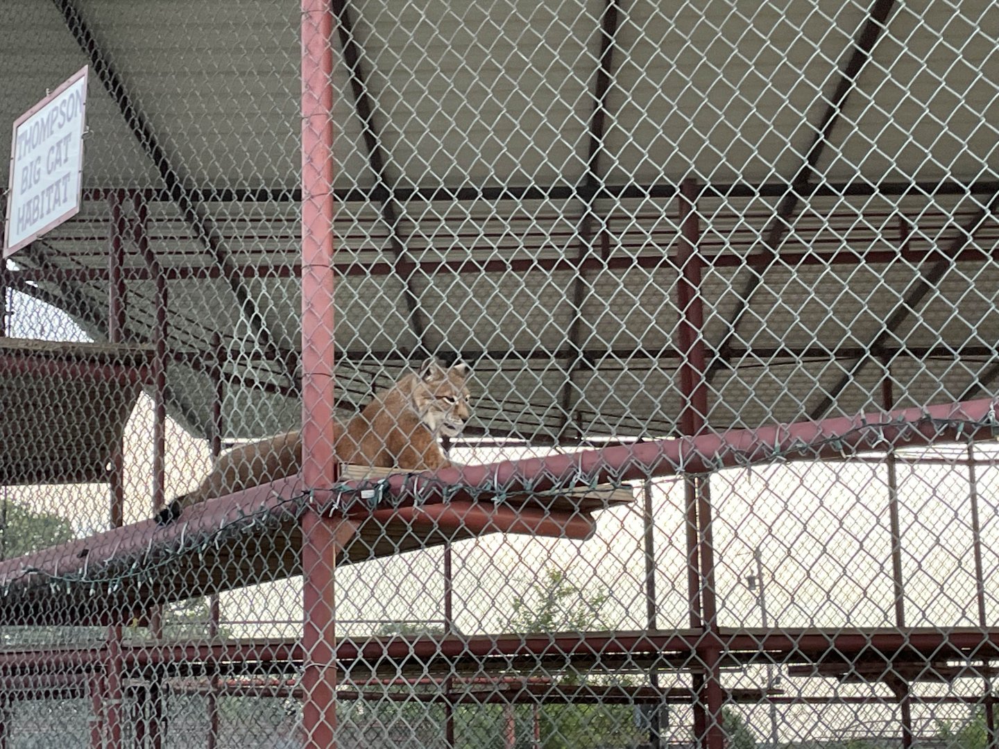 Malika the Siberian Lynx
