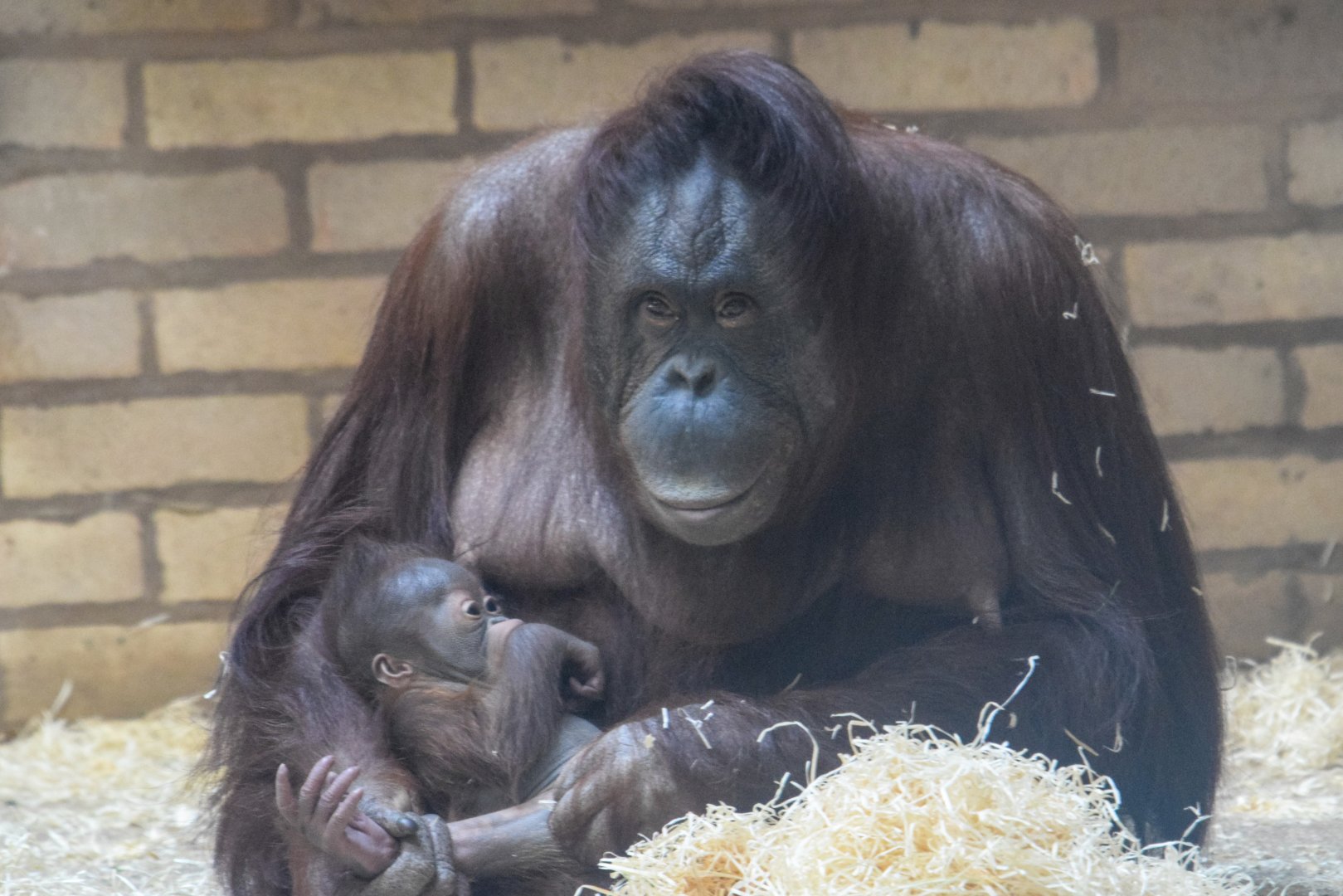 Maliku and Basuki - Bornean Orangutans