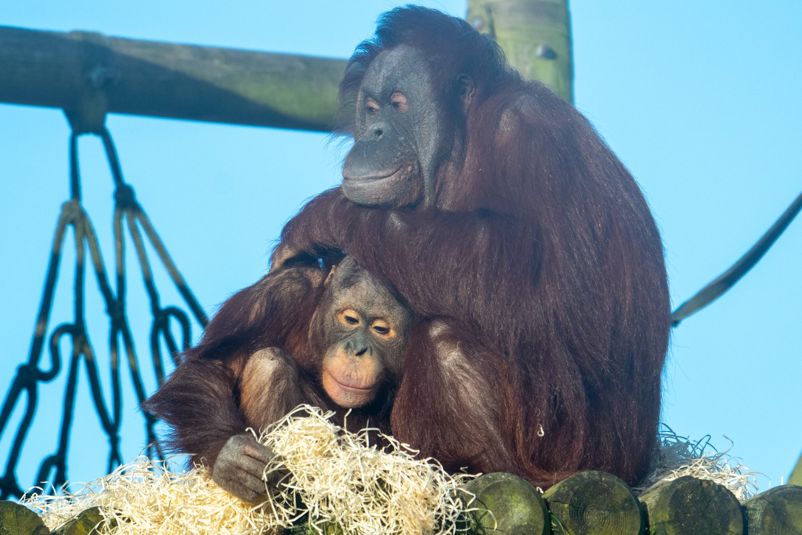 Maliku and Basuki Bornean Orangutans