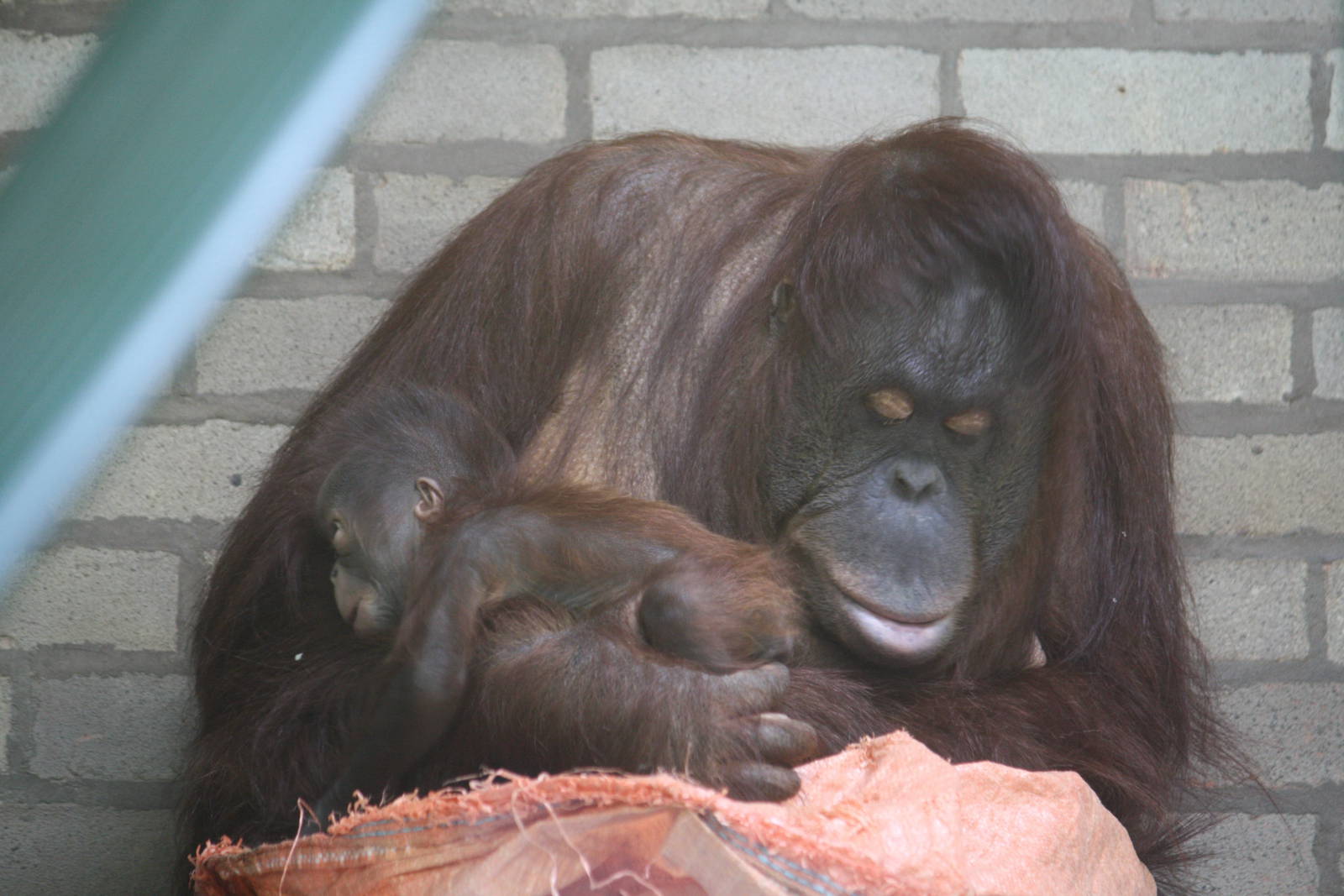 Maliku and Molly - 20 Feb 2010