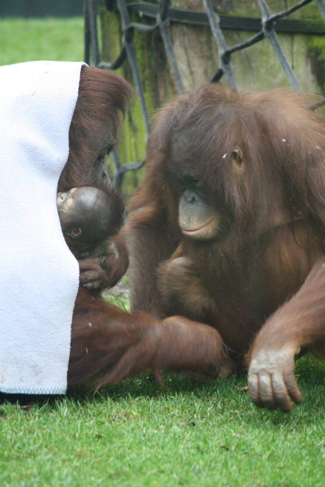 Maliku with daughters Miri and Molly - 20 Feb 2010