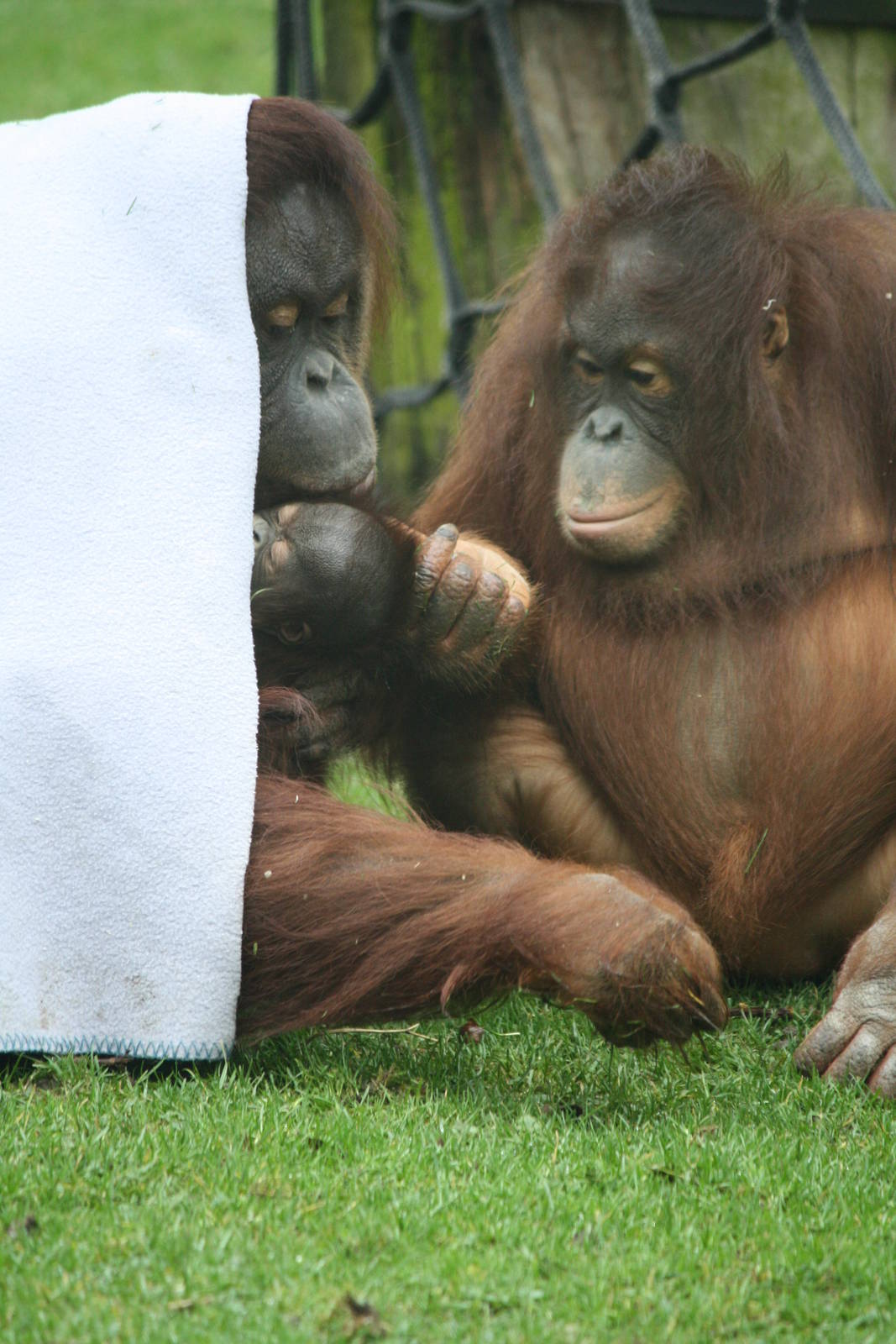 Maliku with daughters Miri and Molly - 20 Feb 2010