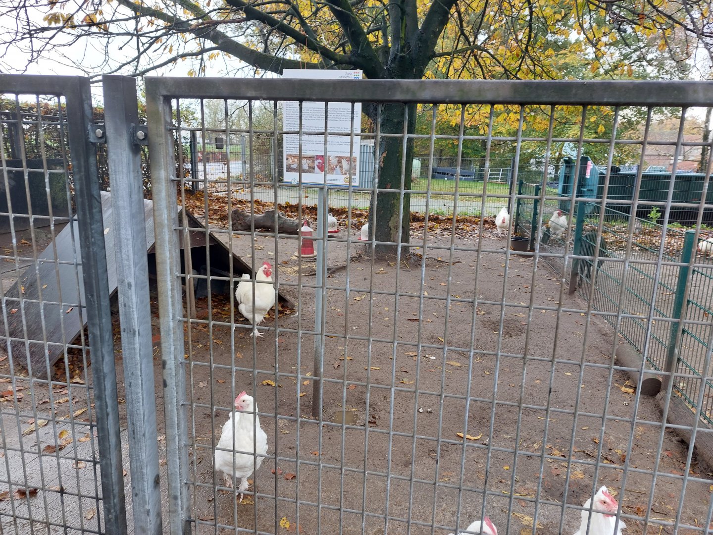Malines chicken enclosure (Stadtpark Emsdetten)