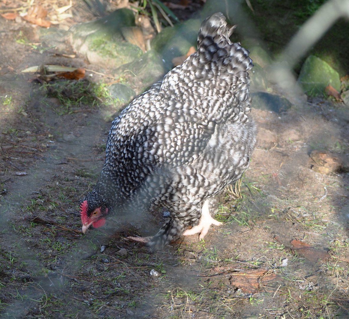 Malines cuckoo chicken (Gallus gallus domesticus),  2021-12-22