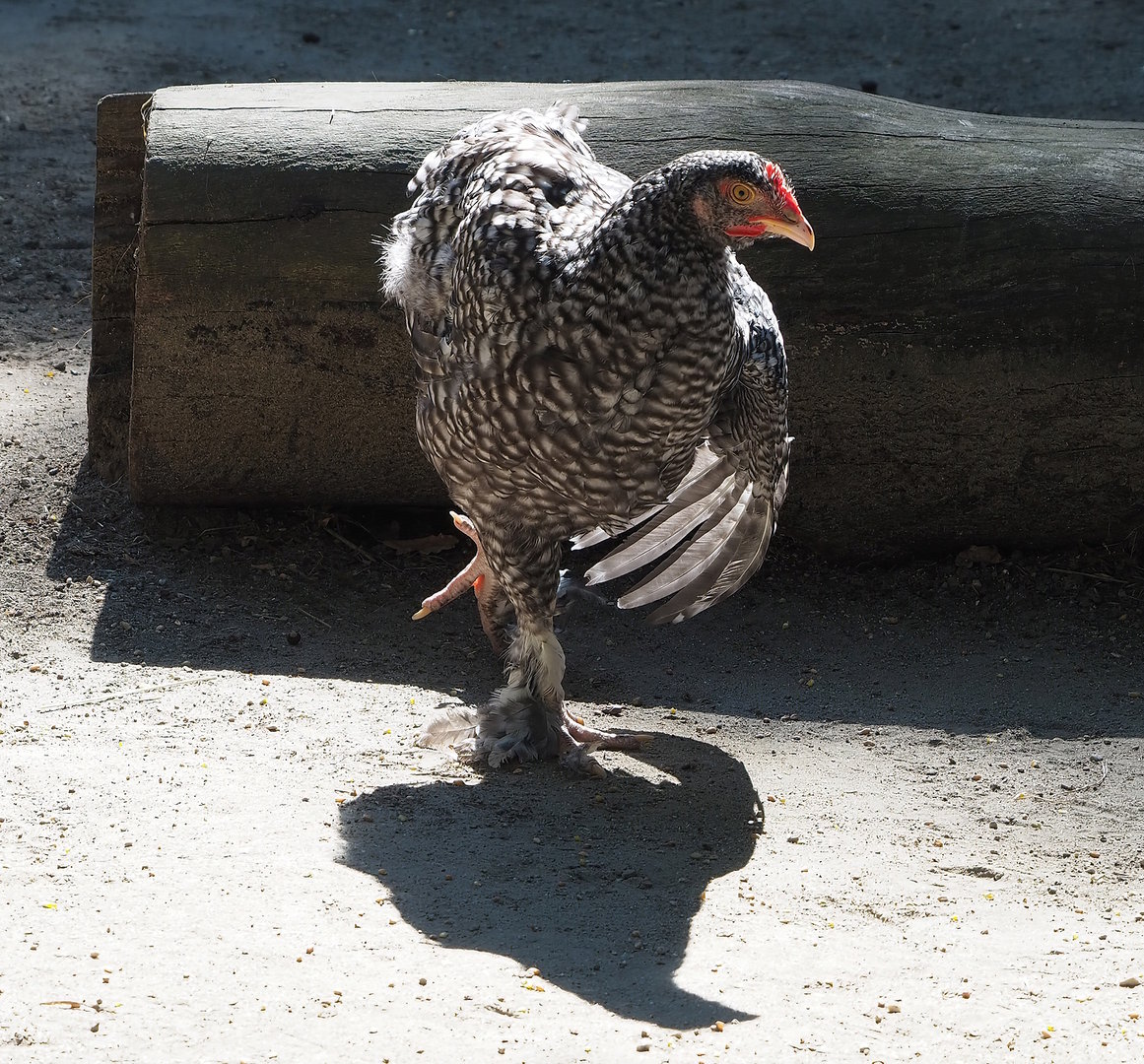 Malines cuckoo chicken (Gallus gallus domesticus), 2022-08-07