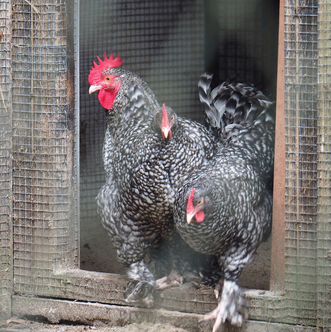 Malines cuckoo chickens (Gallus gallus domesticus), 2022-01-02