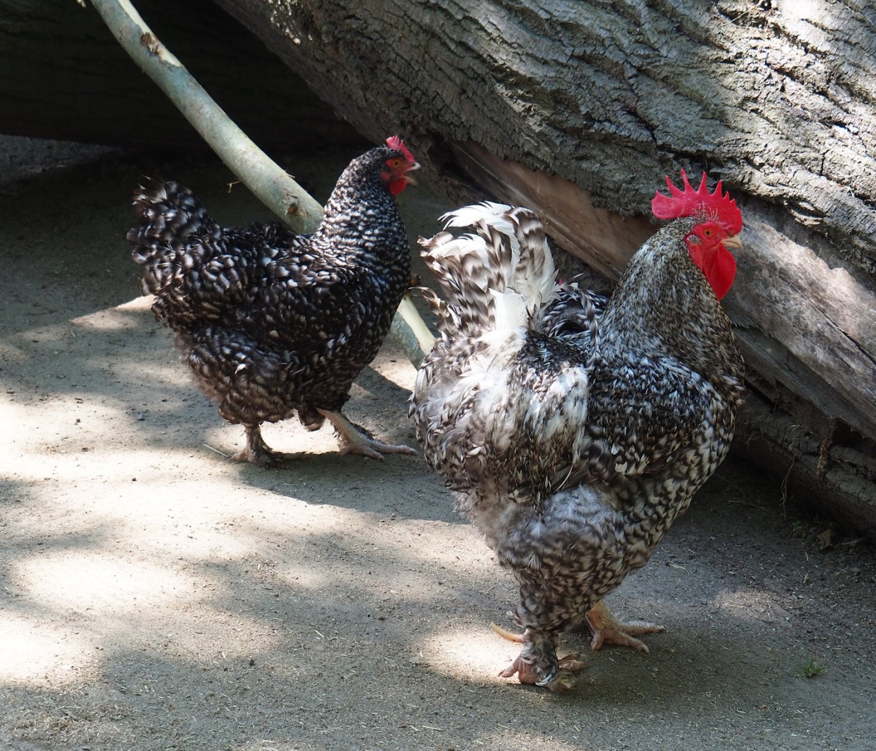 Malines cuckoo chickens (Gallus gallus domesticus), 2023-07-08