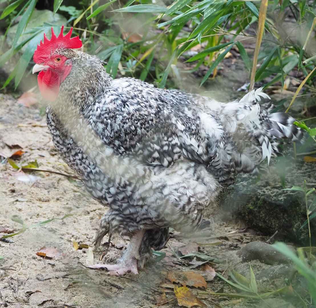 Malines cuckoo rooster (Gallus gallus domesticus), 2022-10-19