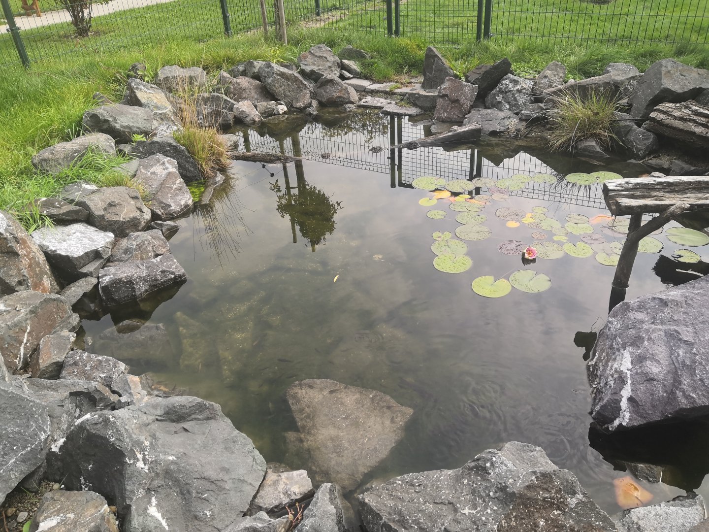 MALKIA PARK - Snapping turtle, pond