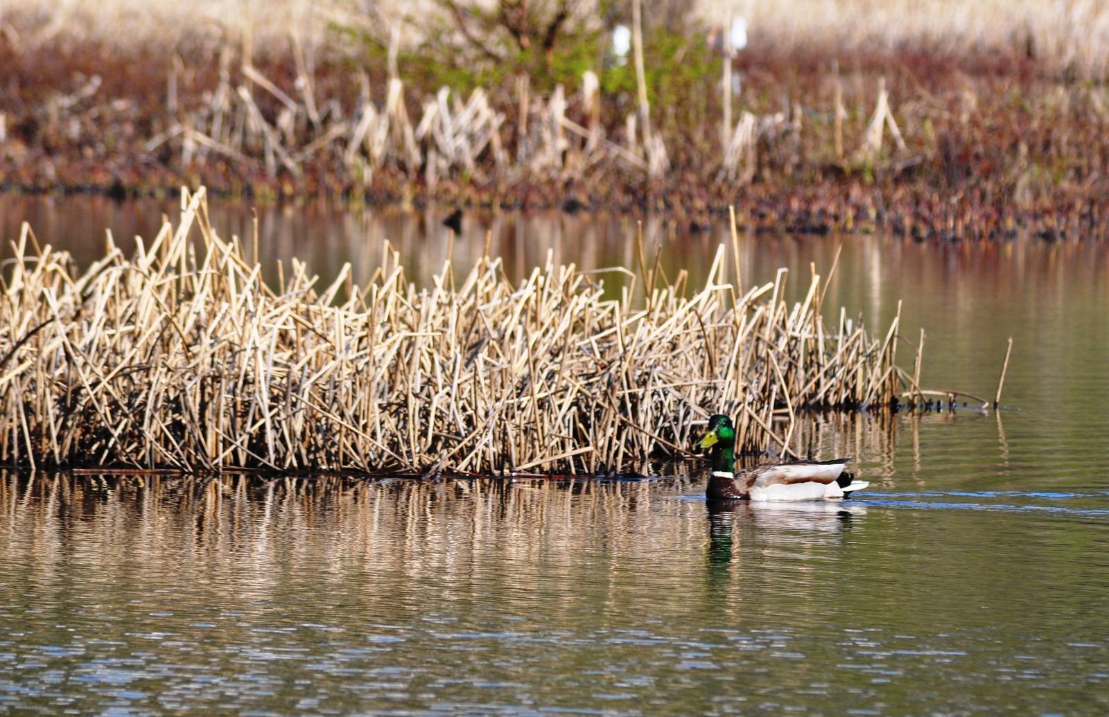 Mallard - Alaska (Potter Marsh)