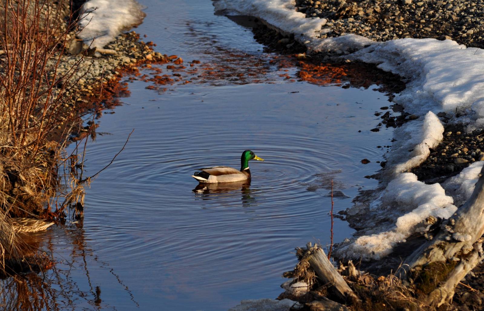 Mallard - Alaska
