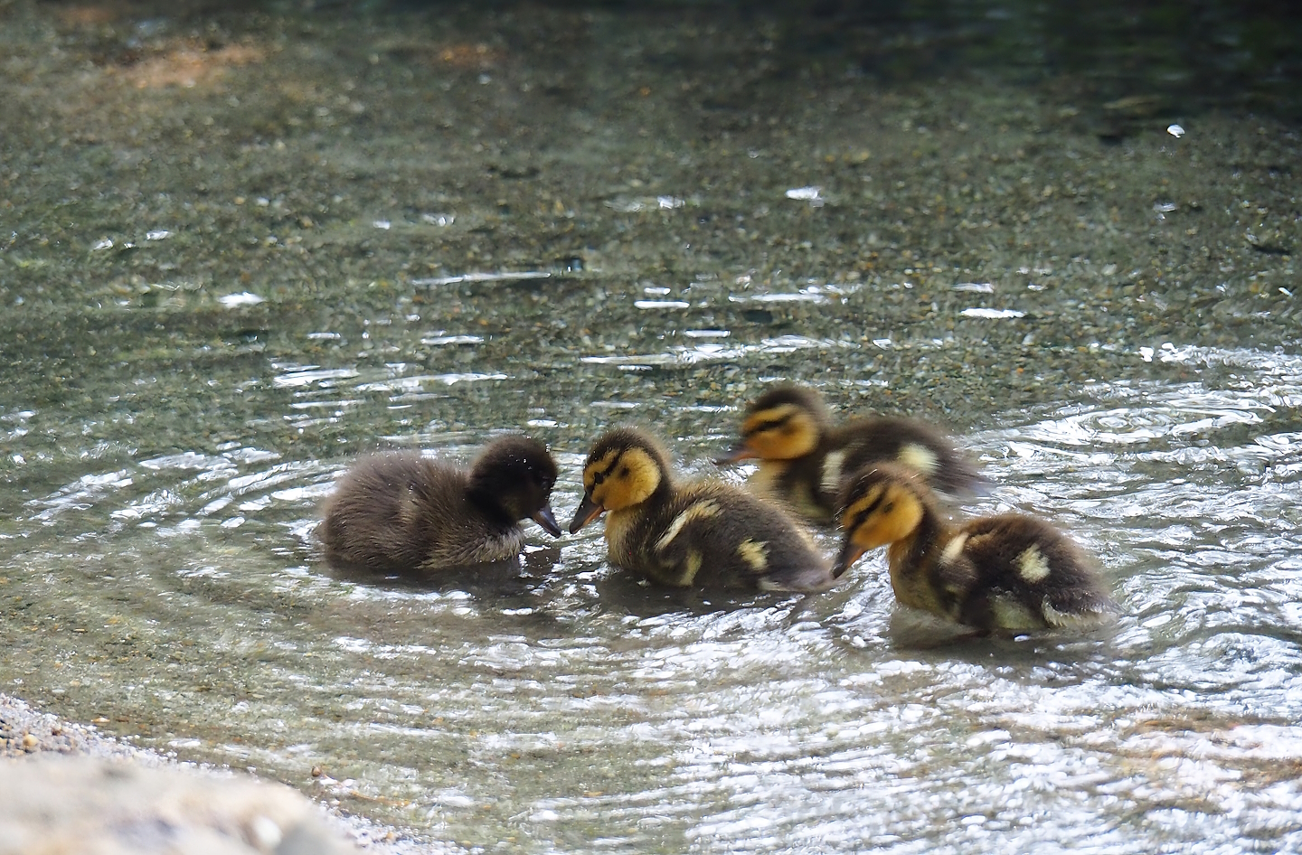 Mallard (Anas platyrhynchos) and Tufted duck (Aythya fuligula) ducklings, 2023-07-08