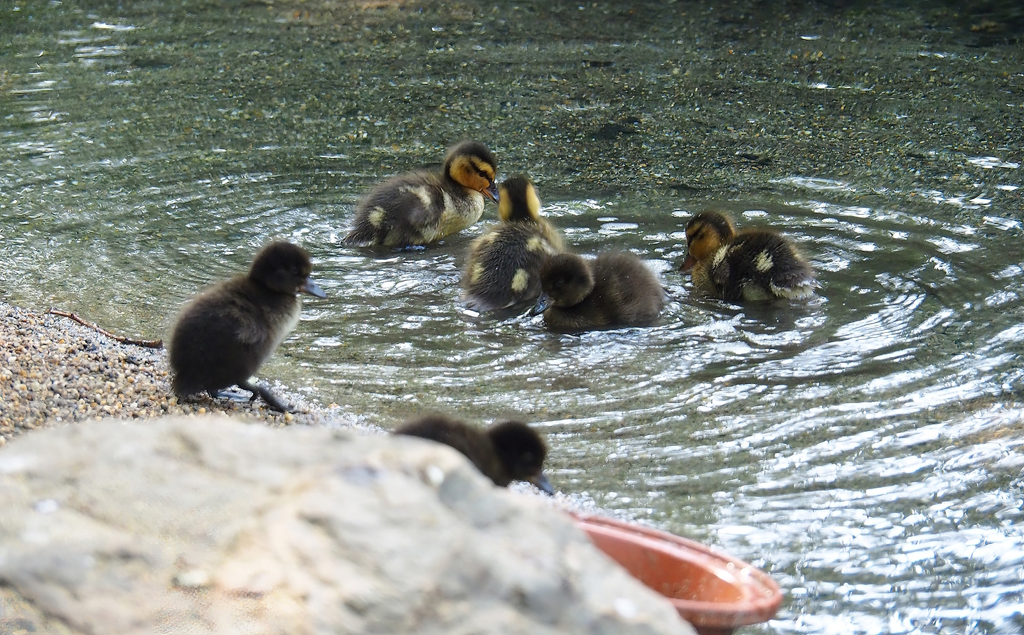 Mallard (Anas platyrhynchos) and Tufted duck (Aythya fuligula) ducklings, 2023-07-08