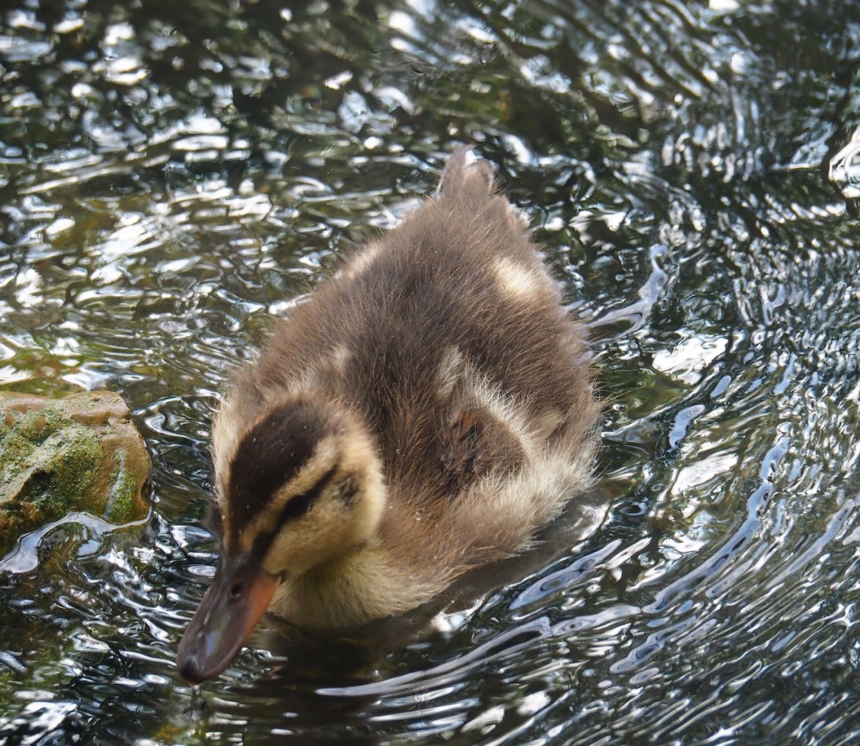 Mallard (Anas platyrhynchos) duckling, 2023-07-26