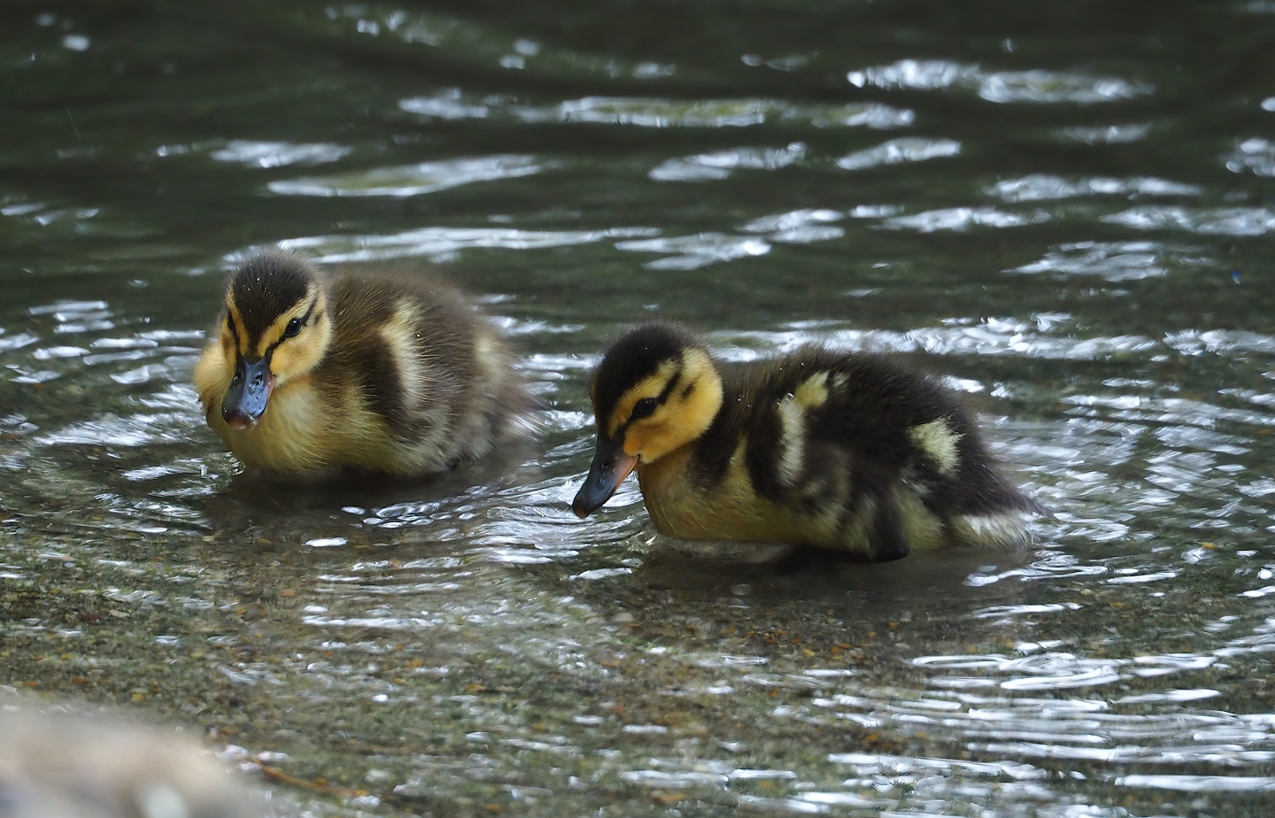 Mallard (Anas platyrhynchos) ducklings, 2023-07-08