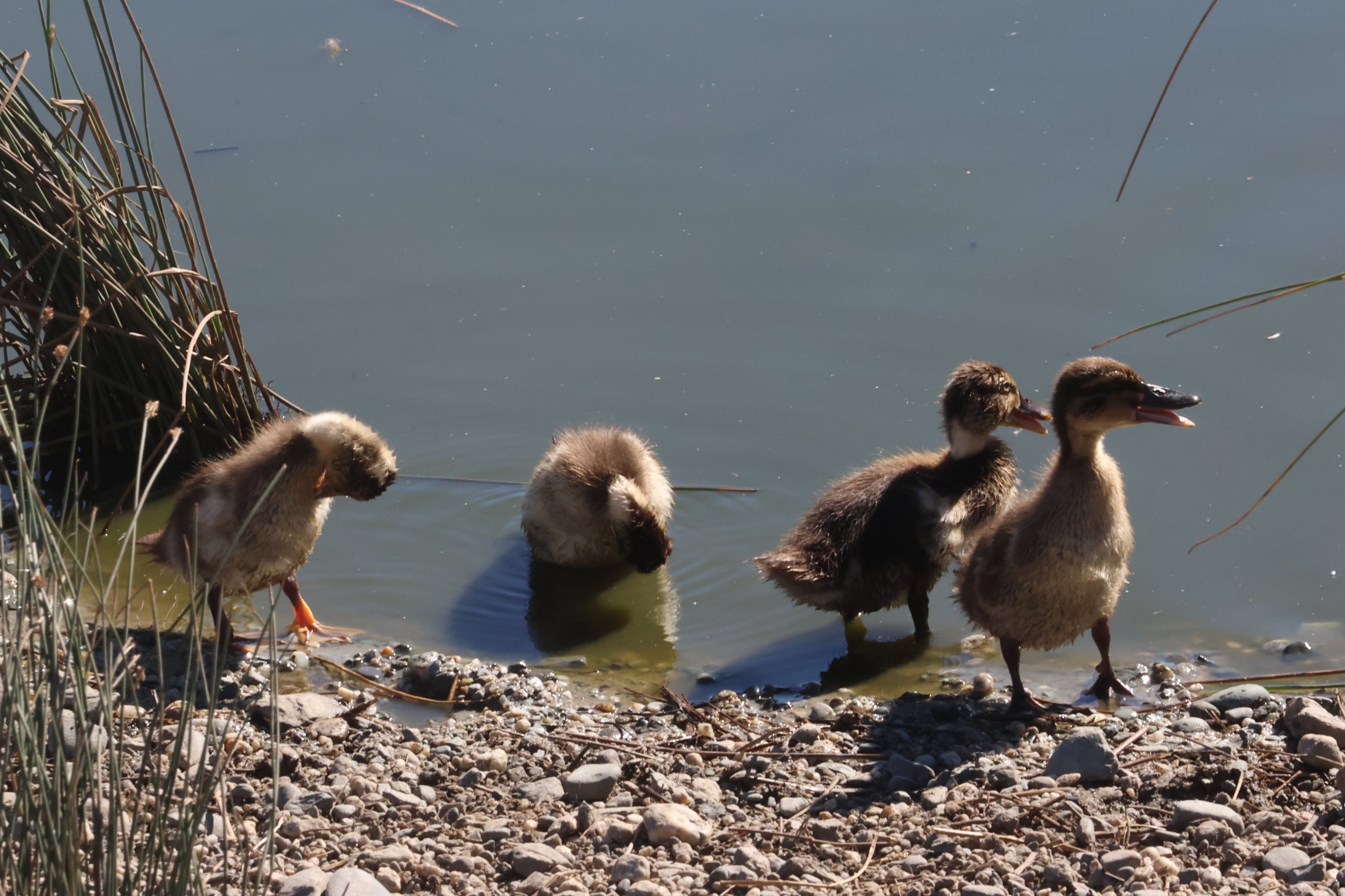 Mallard (Anas platyrhynchos) ducklings (wild) in Kunekune enclosure, Deer Park Heights (Queenstown)