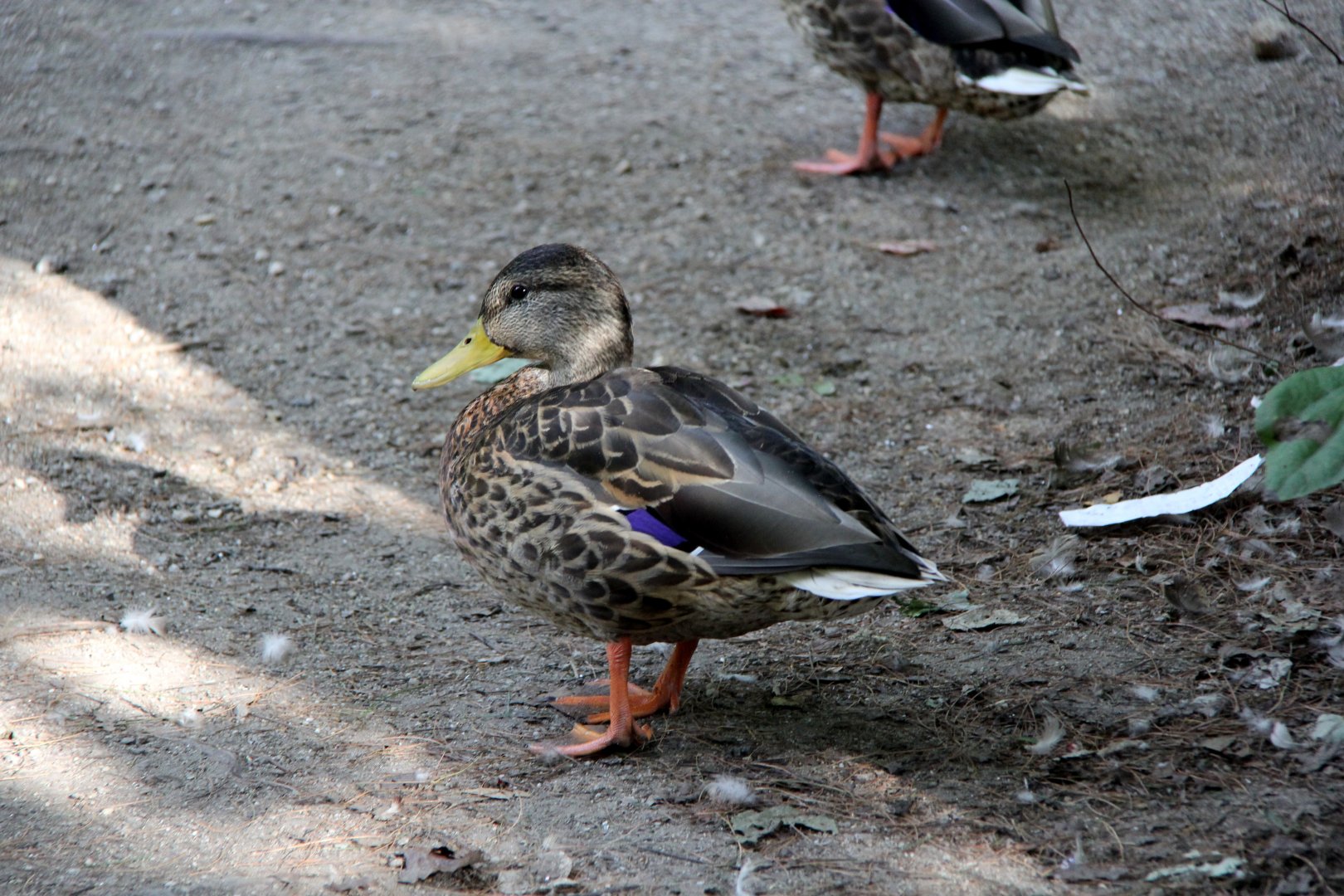 mallard (Anas platyrhynchos) eclipse plumage male
