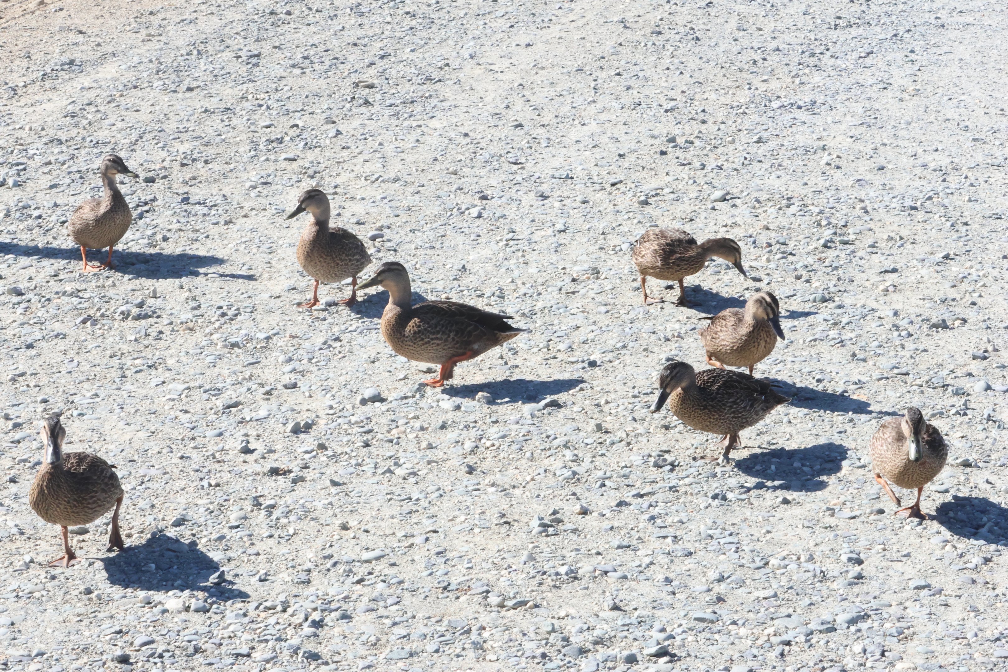 Mallard (Anas platyrhynchos) (wild) near Kunekune enclosure, Deer Park Heights (Queenstown)