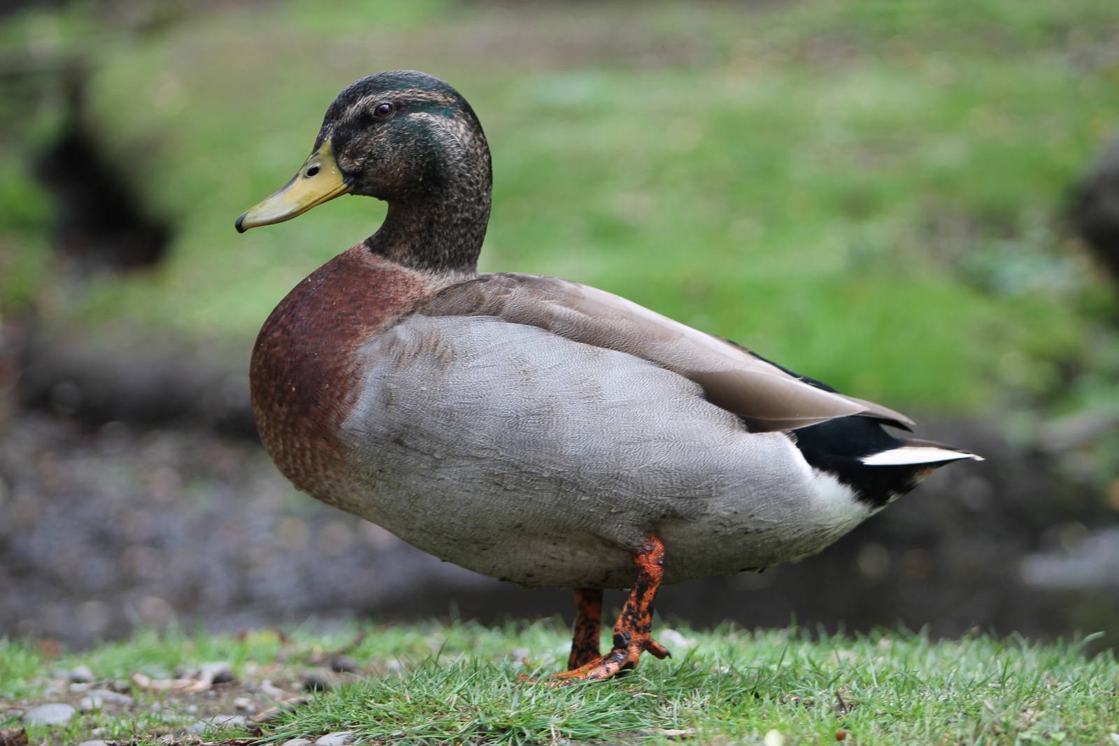 Mallard (Anas platyrhynchos)