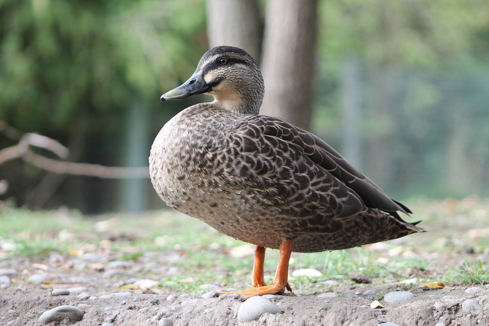 Mallard (Anas platyrhynchos)
