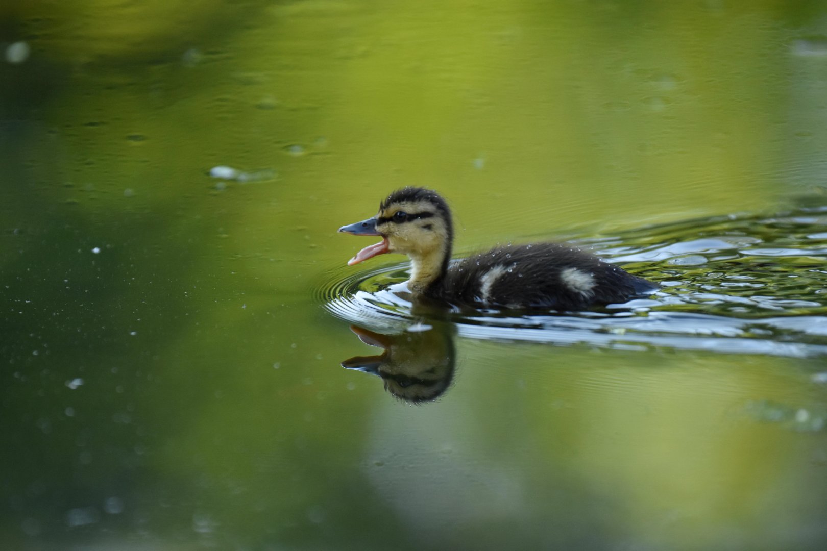 Mallard (Anas platyrhynchos)
