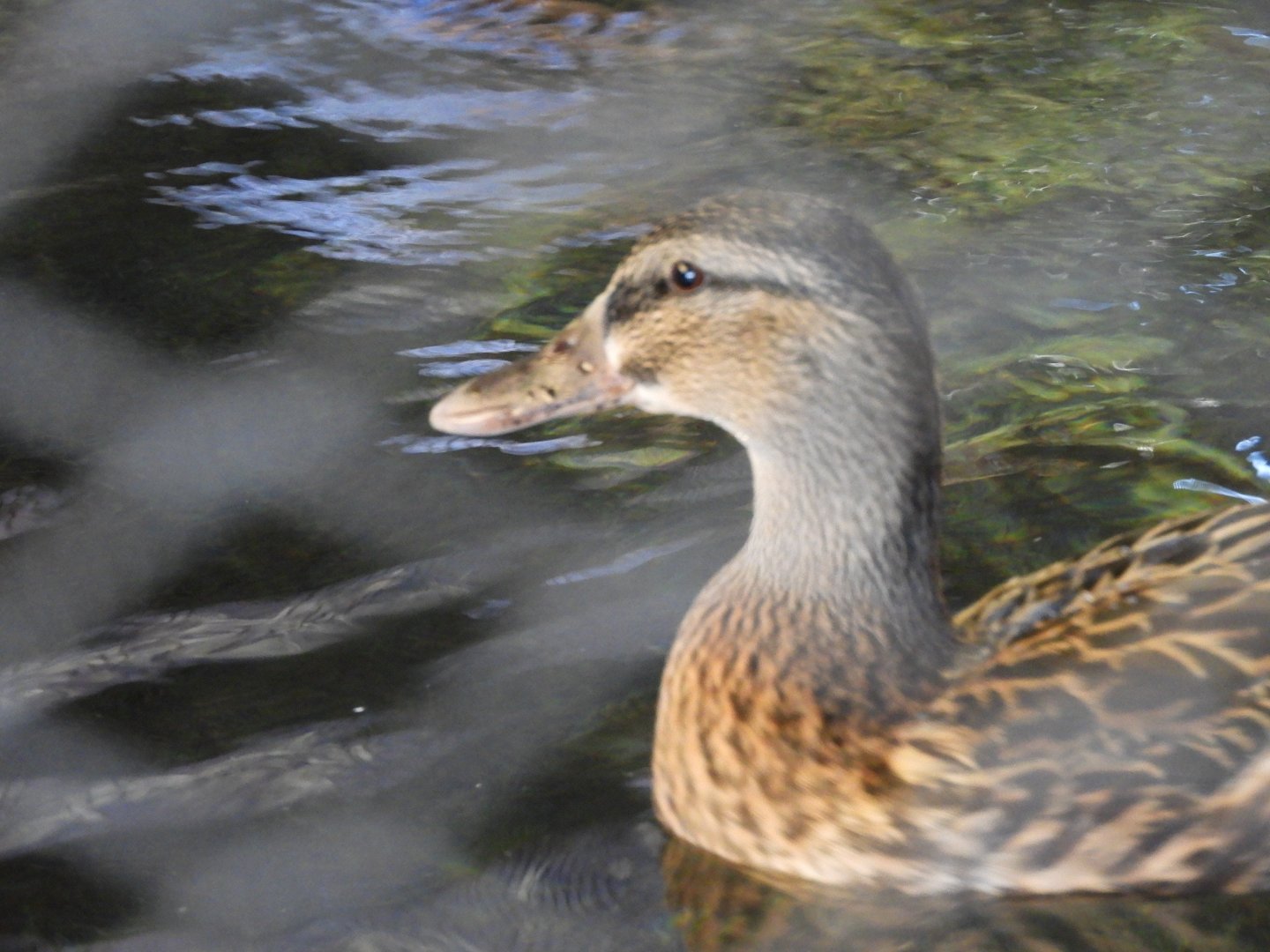 Mallard (Anas platyrhynchos)