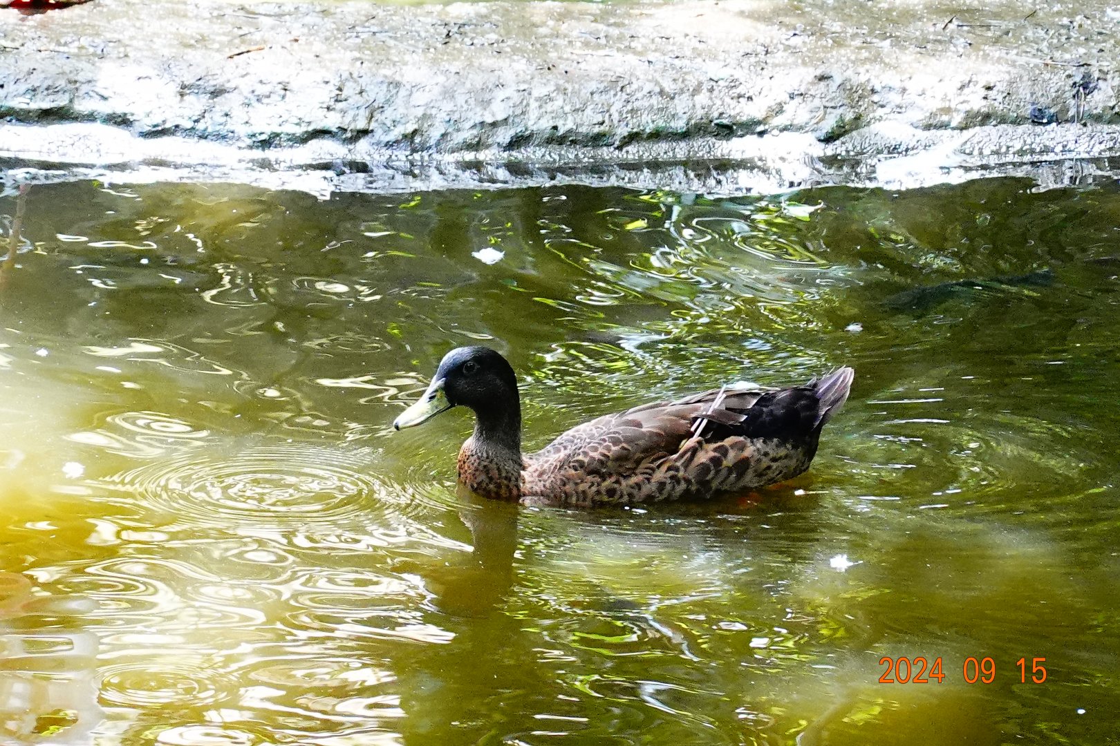 Mallard (Anas platyrhynchos)