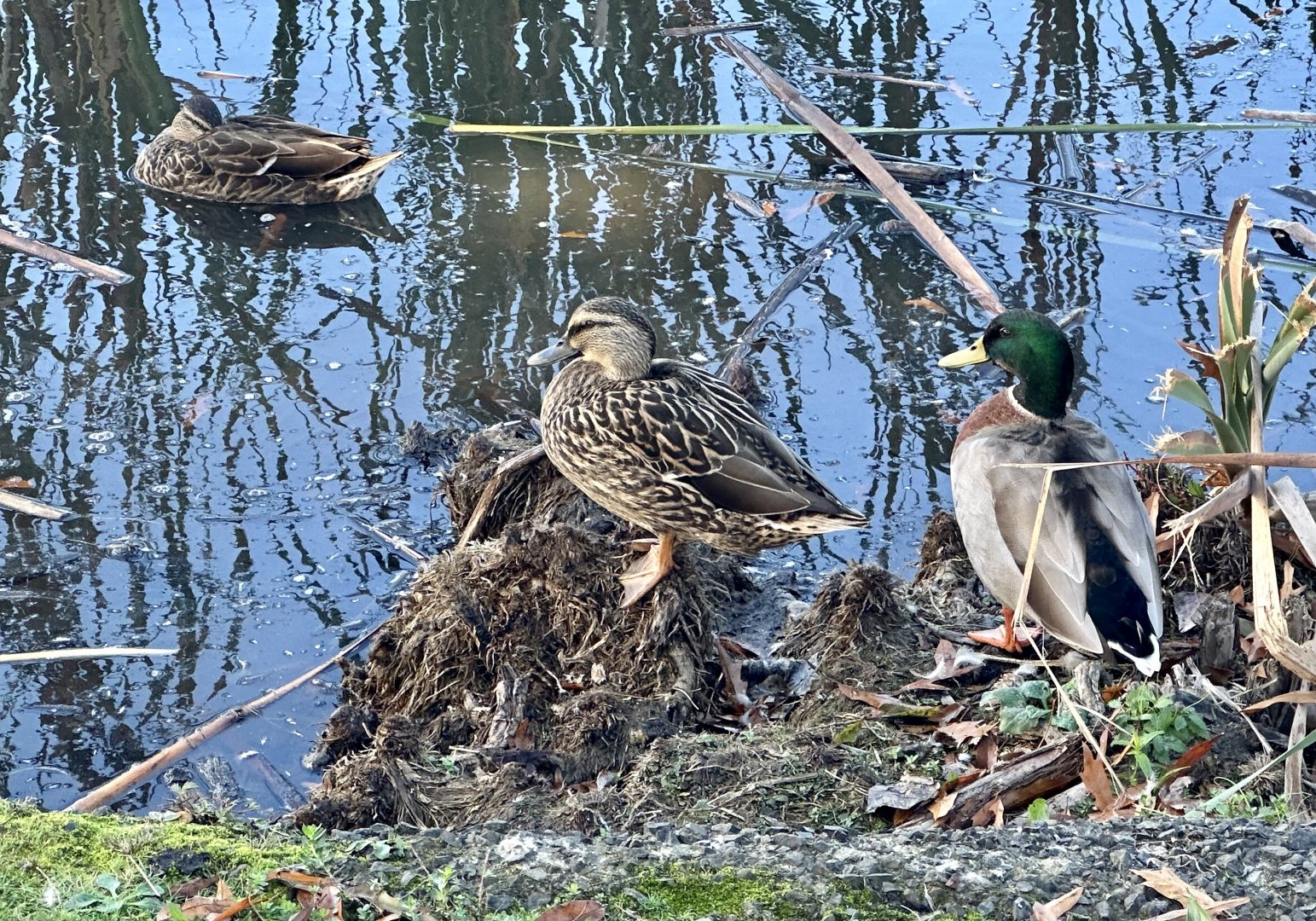 Mallard (Anas platyrhynchos)