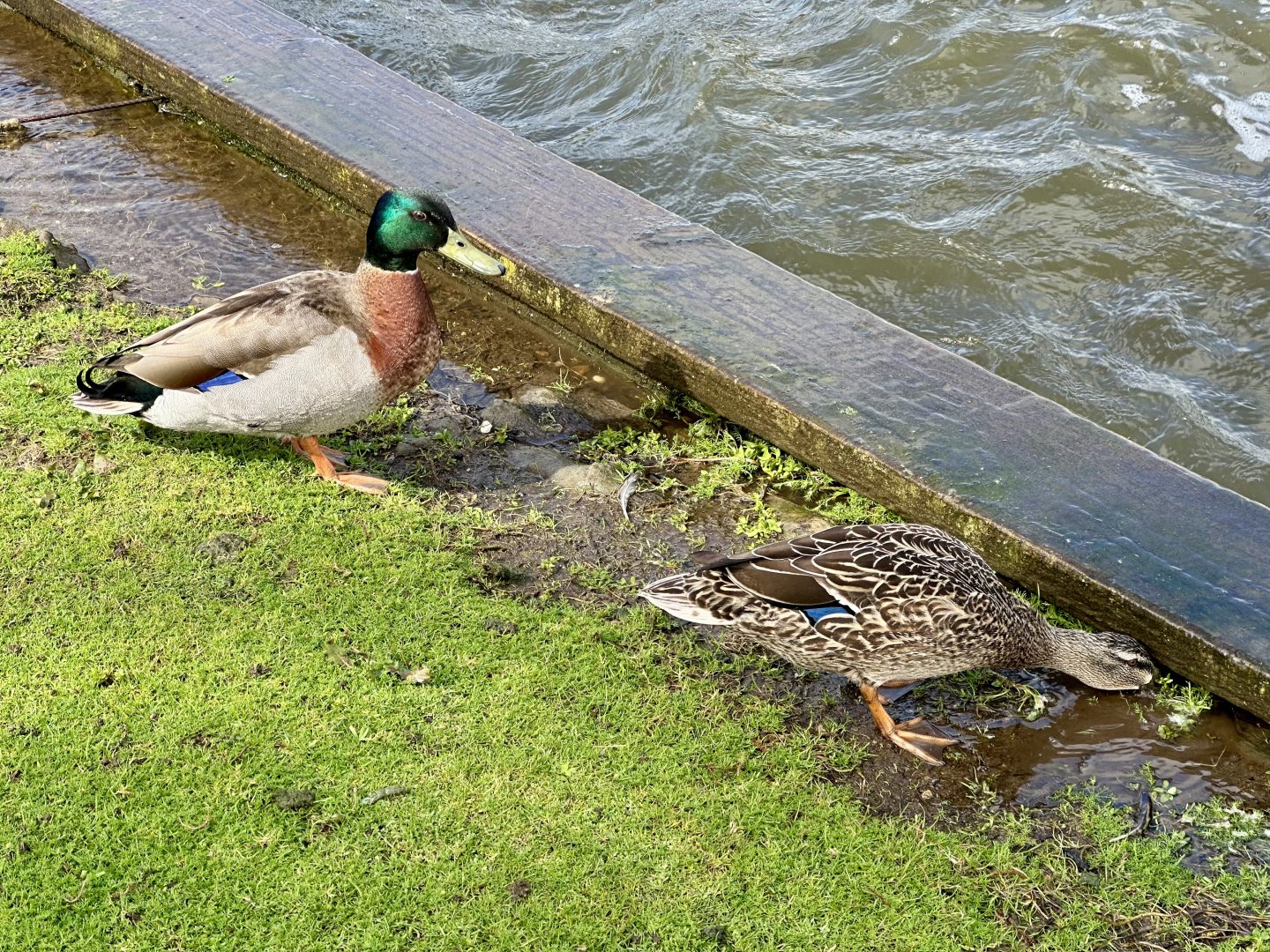 Mallard (Anas platyrhynchos)