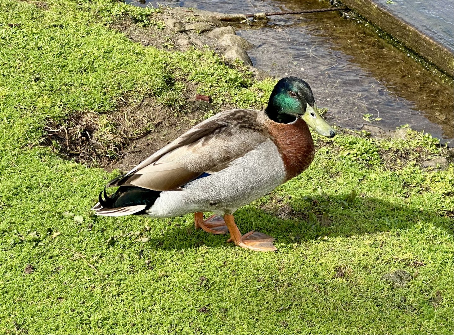 Mallard (Anas platyrhynchos)