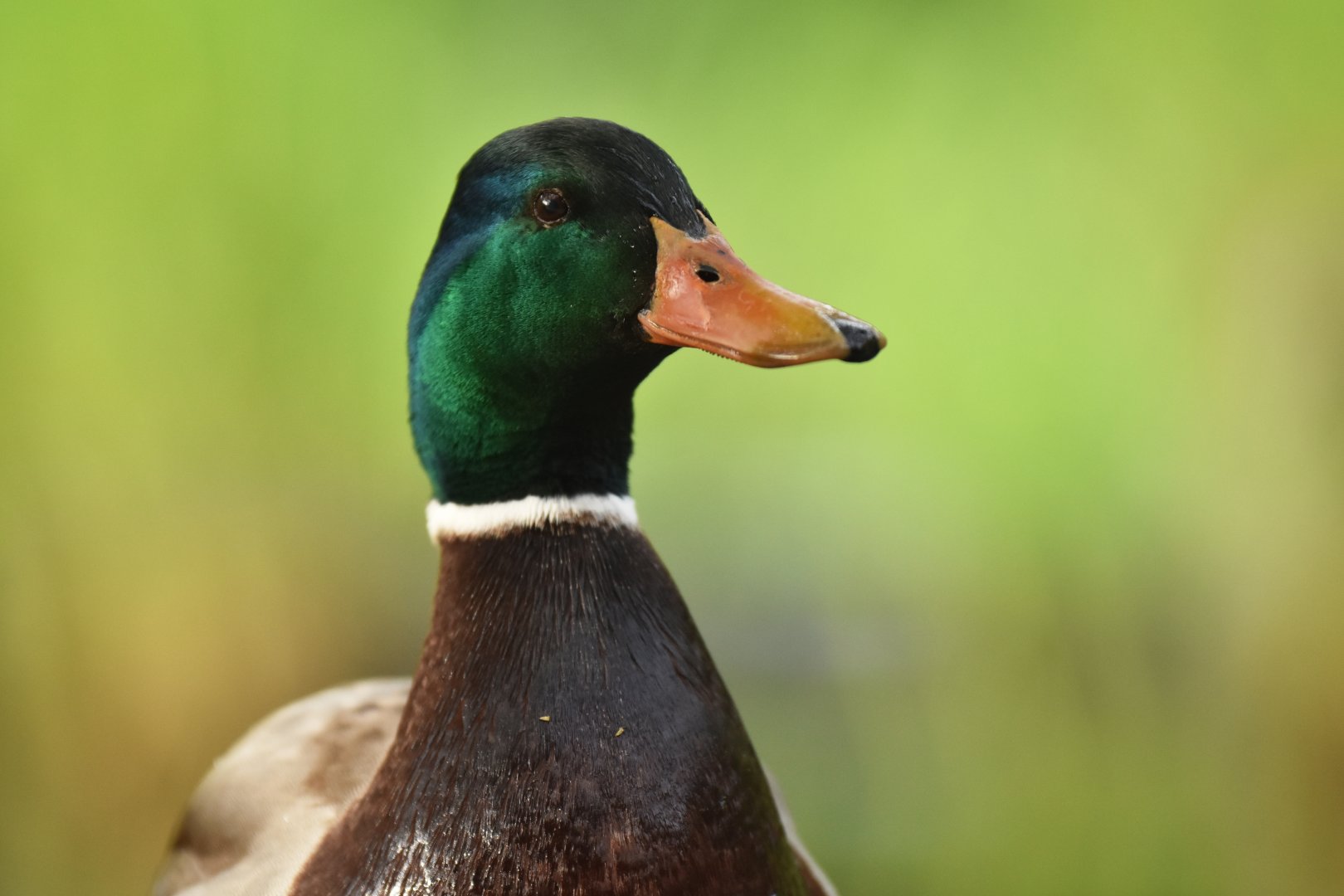 Mallard (Anas platyrhynchos)