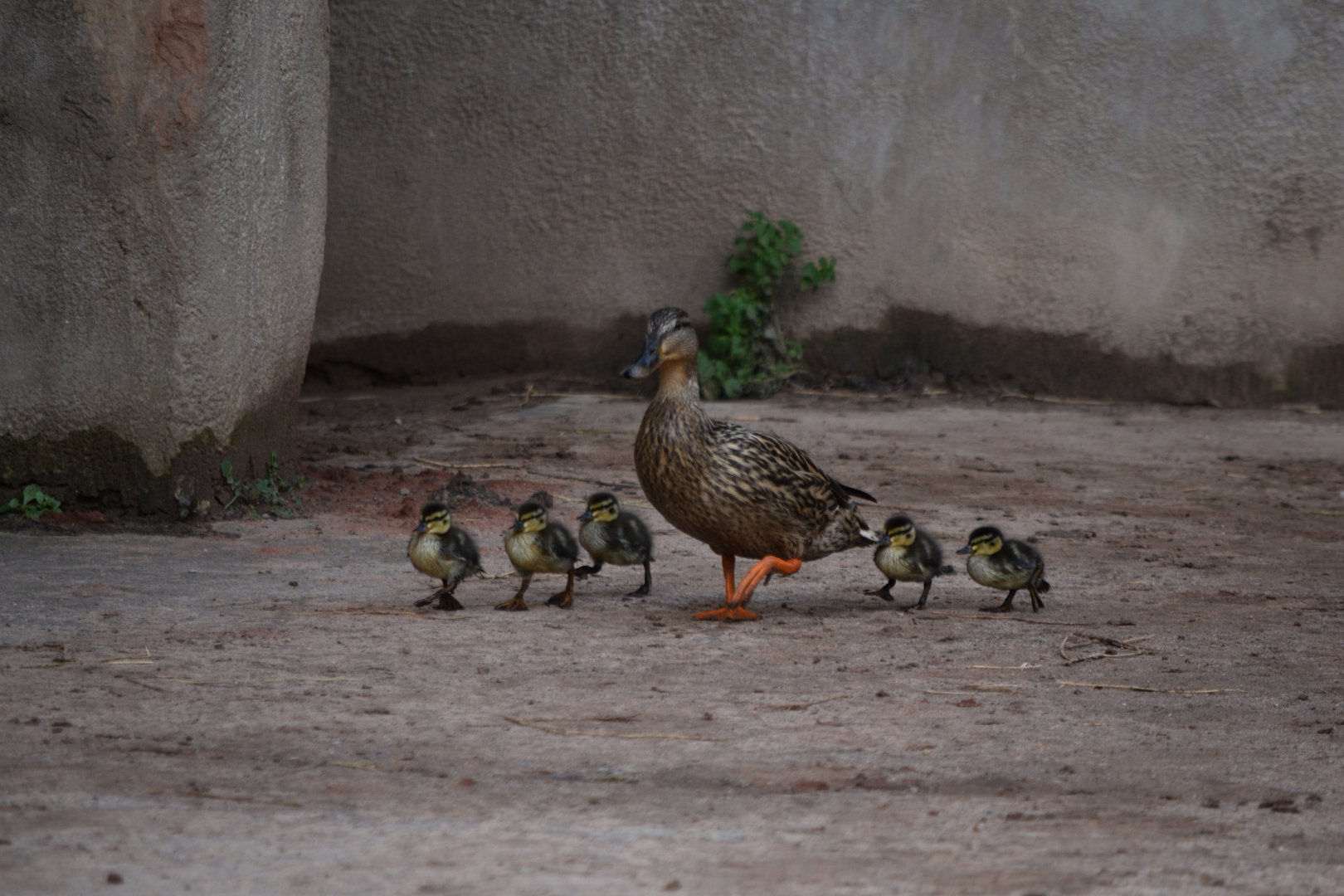 Mallard and ducklings (wild)