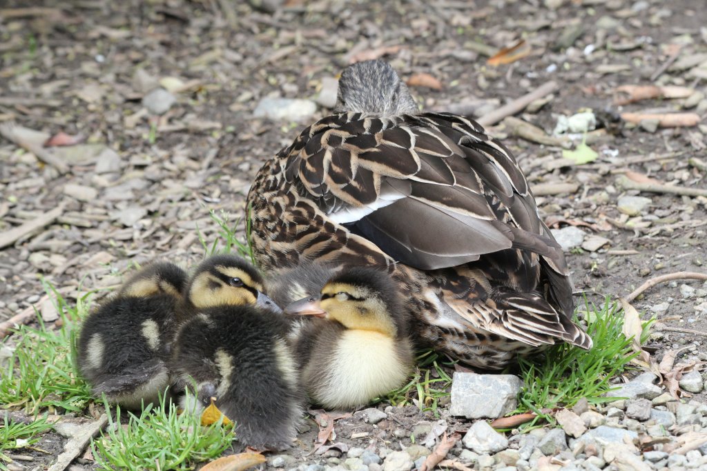 Mallard and ducklings
