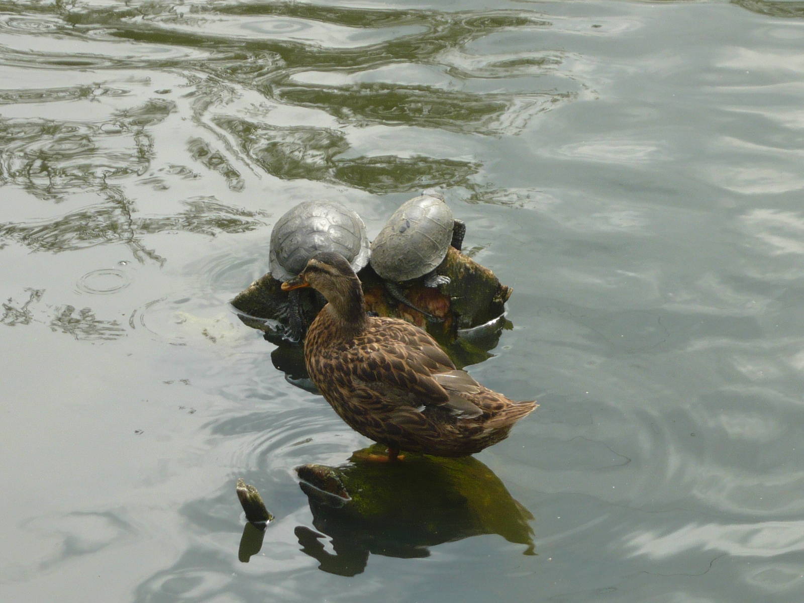 Mallard and European pond turtles