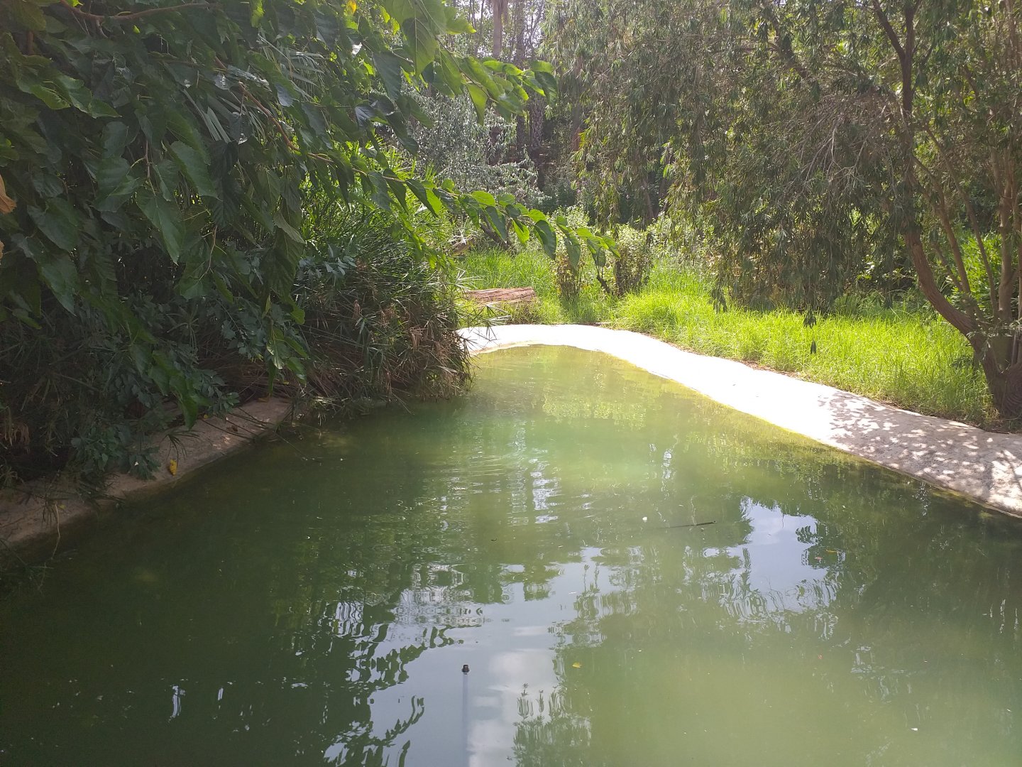 Mallard and Muscovy duck pond -TerraNatura Benidorm (2021)