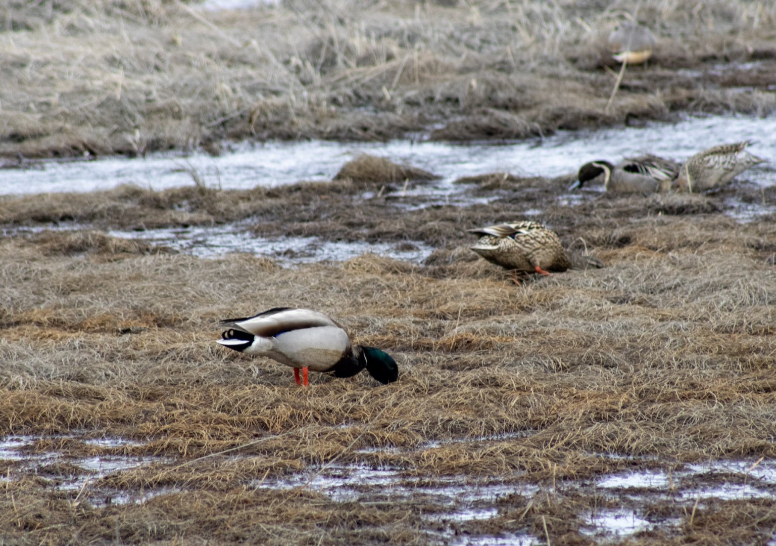 Mallard and Northern Pintails - Alaska