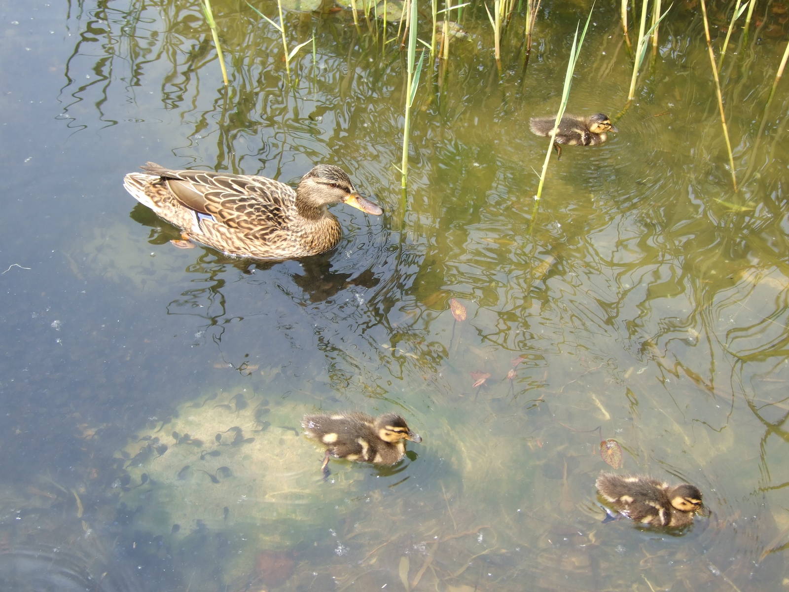 mallard and  tadpole