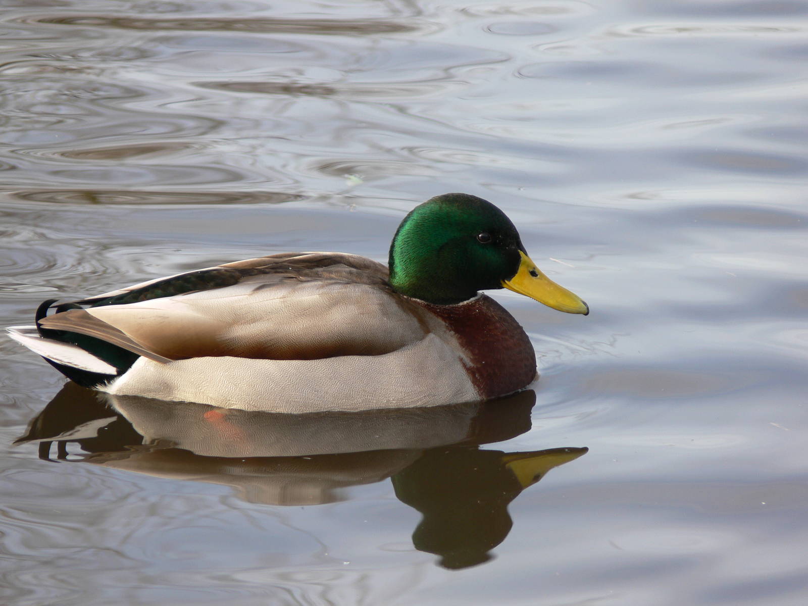 Mallard at Martin Mere WWT 08/12/12